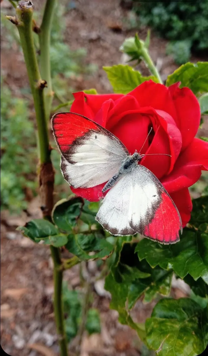 Butterfly Rose (Rosa 'Mutabilis') — providing a charming habitat for pollinators in USDA zones 6-9; is an exquisite addition to any landscape that aims to