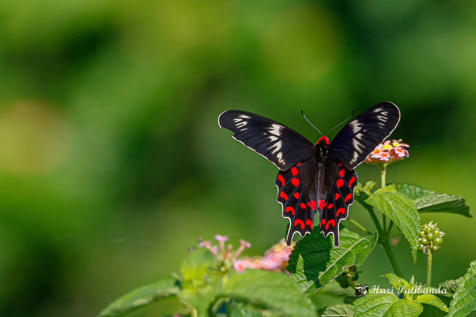Butterfly Rose (Rosa 'Mutabilis') — commonly known as Butterfly Rose