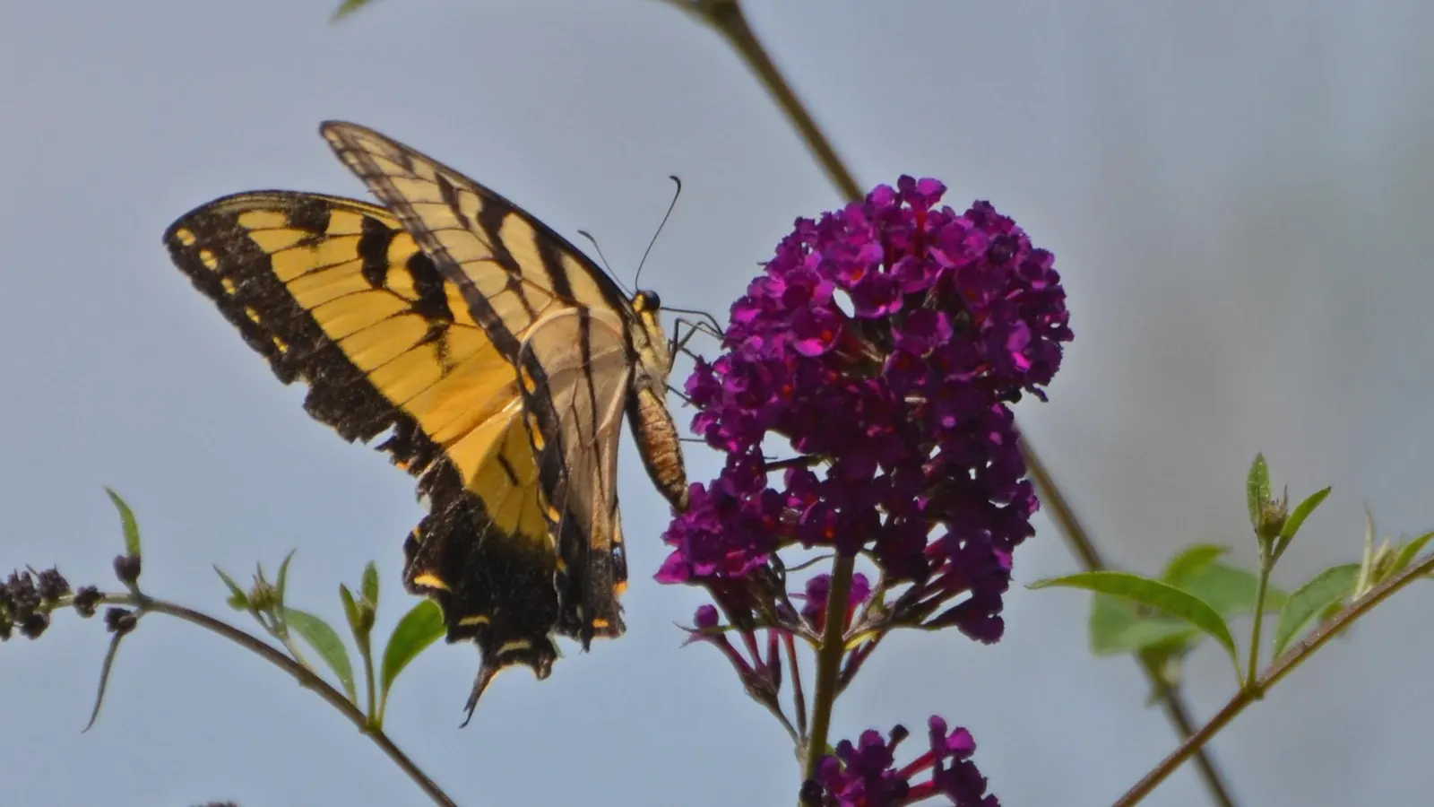 Butterfly Rose (Rosa 'Mutabilis') — commonly known as Butterfly Rose; providing a charming habitat for pollinators in USDA zones 6-9, image 96