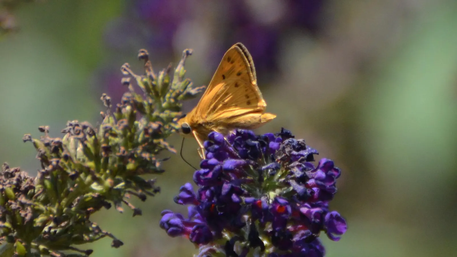 Butterfly Rose (Rosa 'Mutabilis') — integrate Rosa 'Mutabilis' in a location that offers adequate space for its mature size; charmingly referred to, image 50