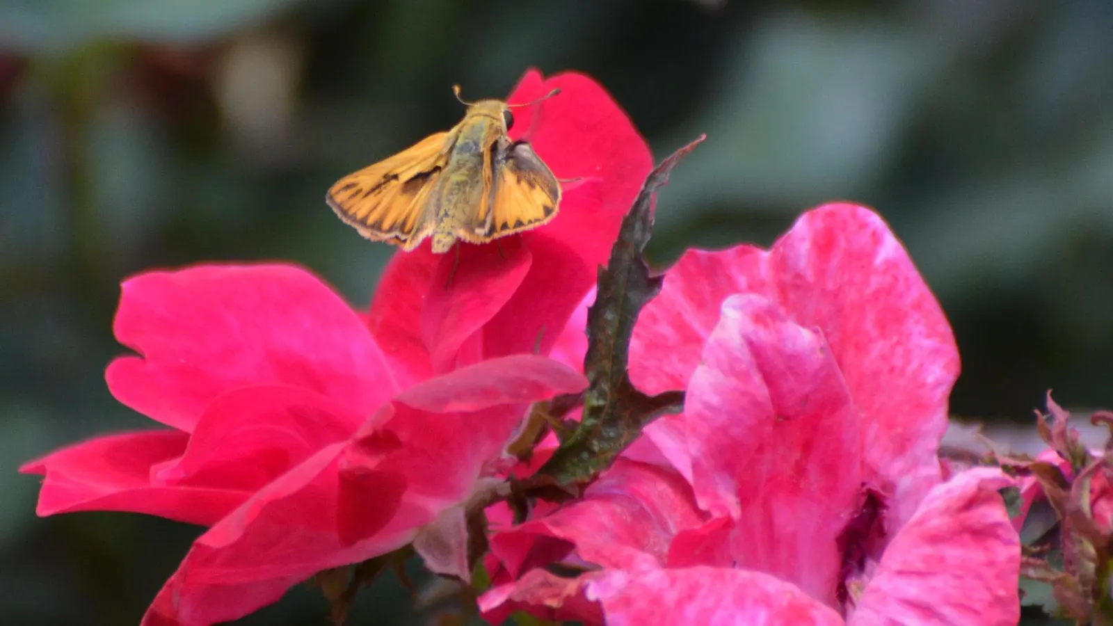 Butterfly Rose (Rosa 'Mutabilis') — commonly known as Butterfly Rose; providing a charming habitat for pollinators in USDA zones 6-9