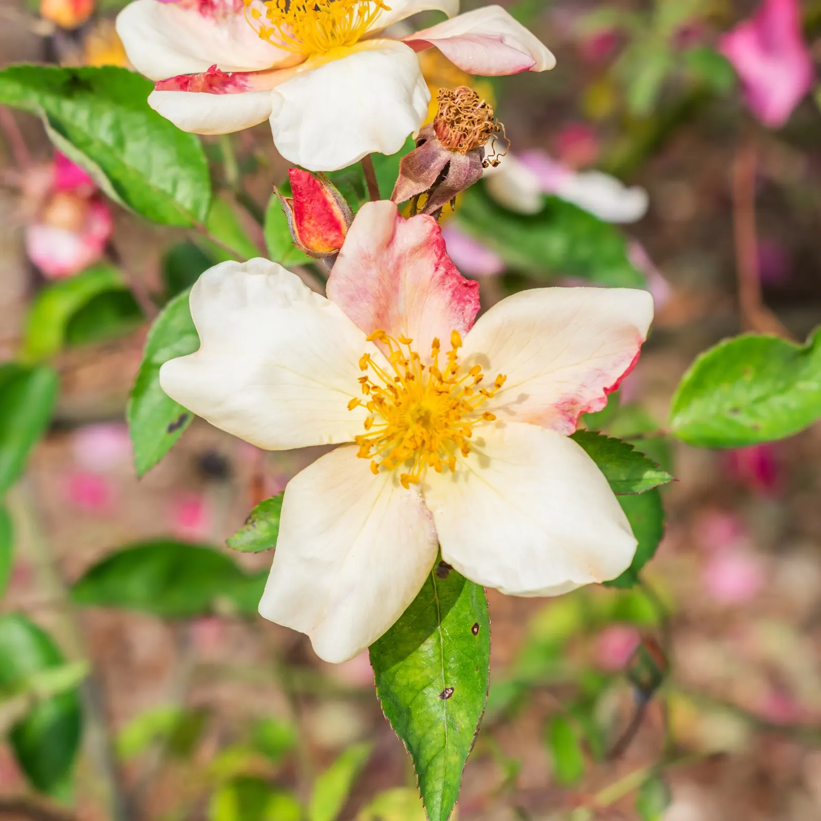 Butterfly Rose (Rosa 'Mutabilis') — Watering should be deep and infrequent, promoting strong root development; shrub for full or half, image 90
