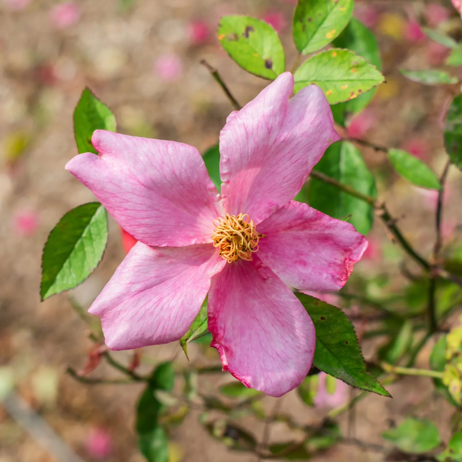Butterfly Rose (Rosa 'Mutabilis') — Watering should be deep and infrequent, promoting strong root development; shrub for full or half, image 52