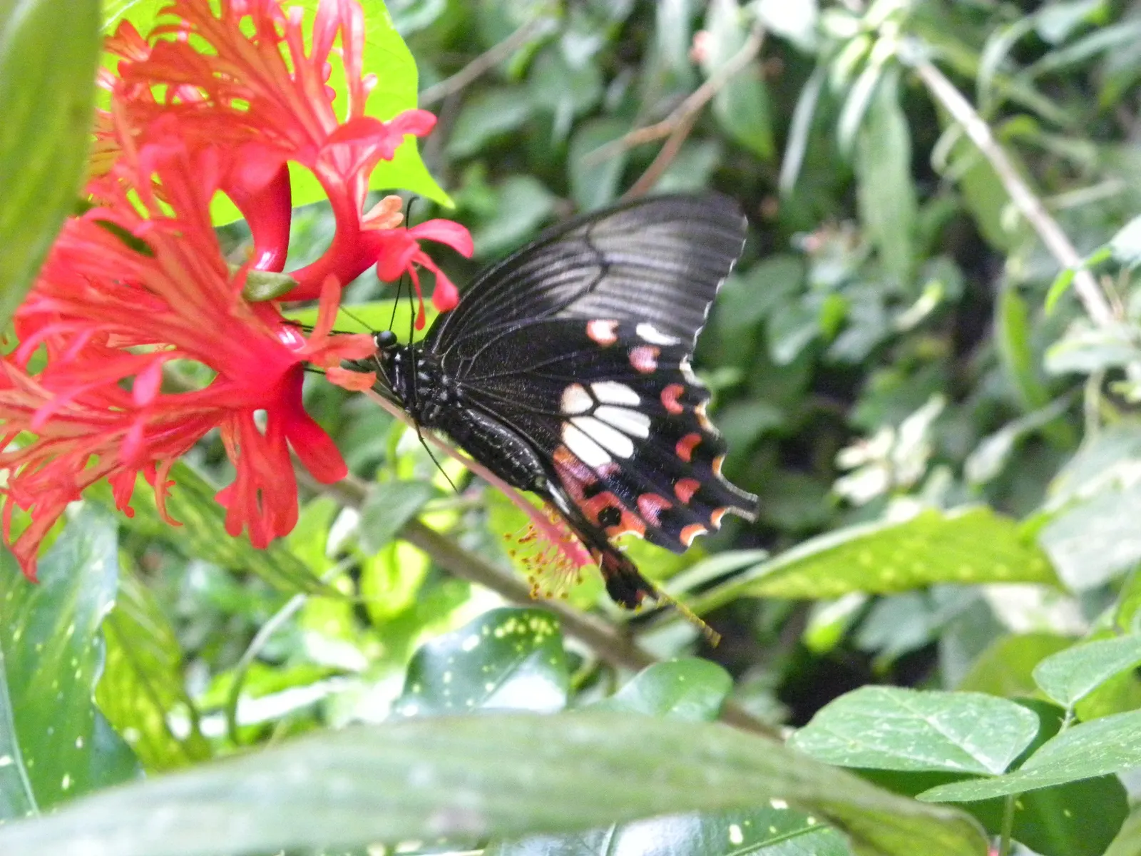 Butterfly Rose (Rosa 'Mutabilis') — commonly known as Butterfly Rose; providing a charming habitat for pollinators in USDA zones 6-9, image 58