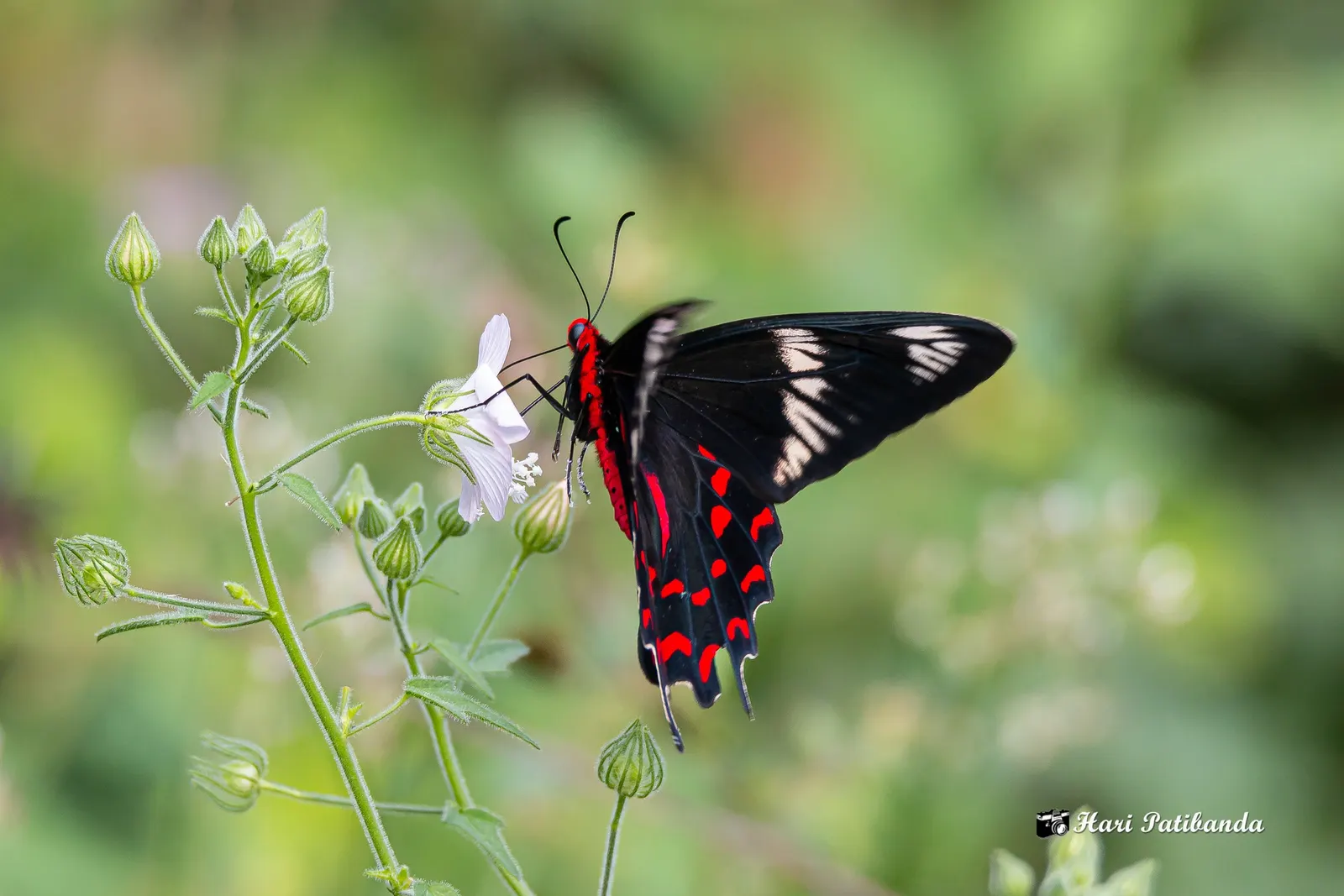 Butterfly Rose (Rosa 'Mutabilis') — providing a charming habitat for pollinators in USDA zones 6-9; is an exquisite addition to any landscape that, image 80