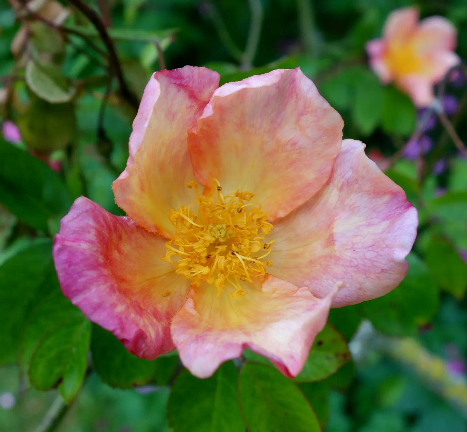 Butterfly Rose (Rosa 'Mutabilis') — With its enchanting blossoms and graceful form