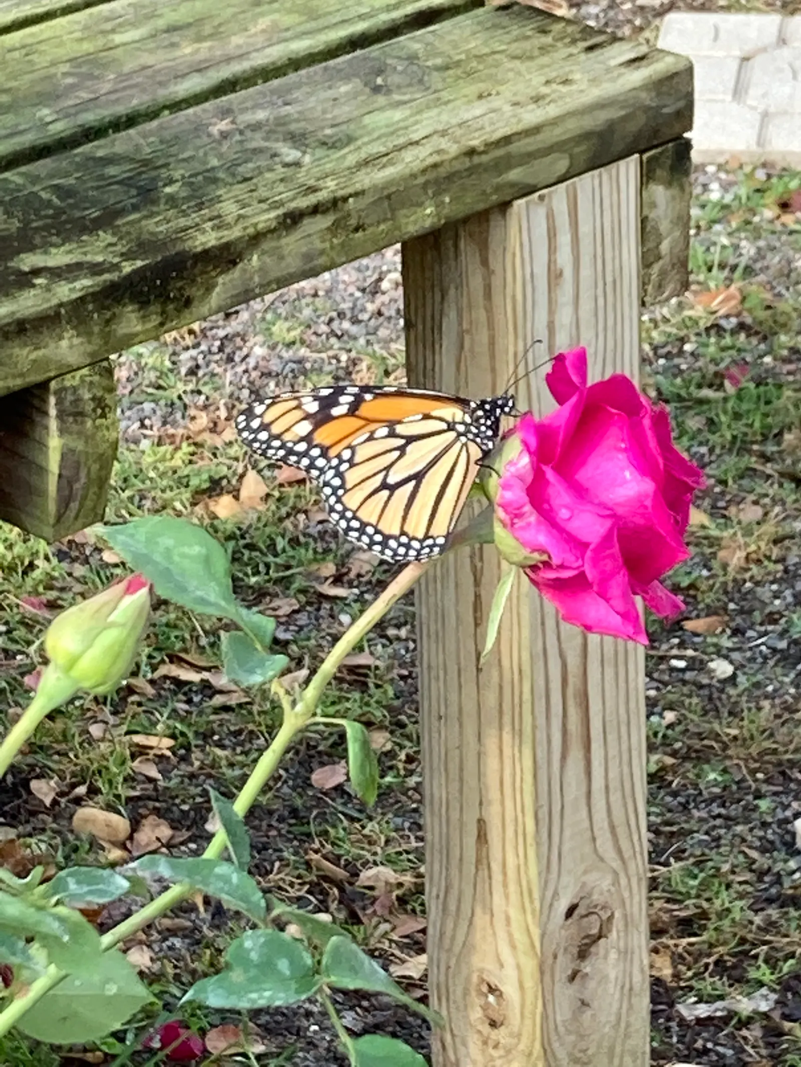 Butterfly Rose (Rosa 'Mutabilis') — shrub with pink and red and yellow blooms; generally reaching up to 6 feet in height with a spread of approximately 4 feet