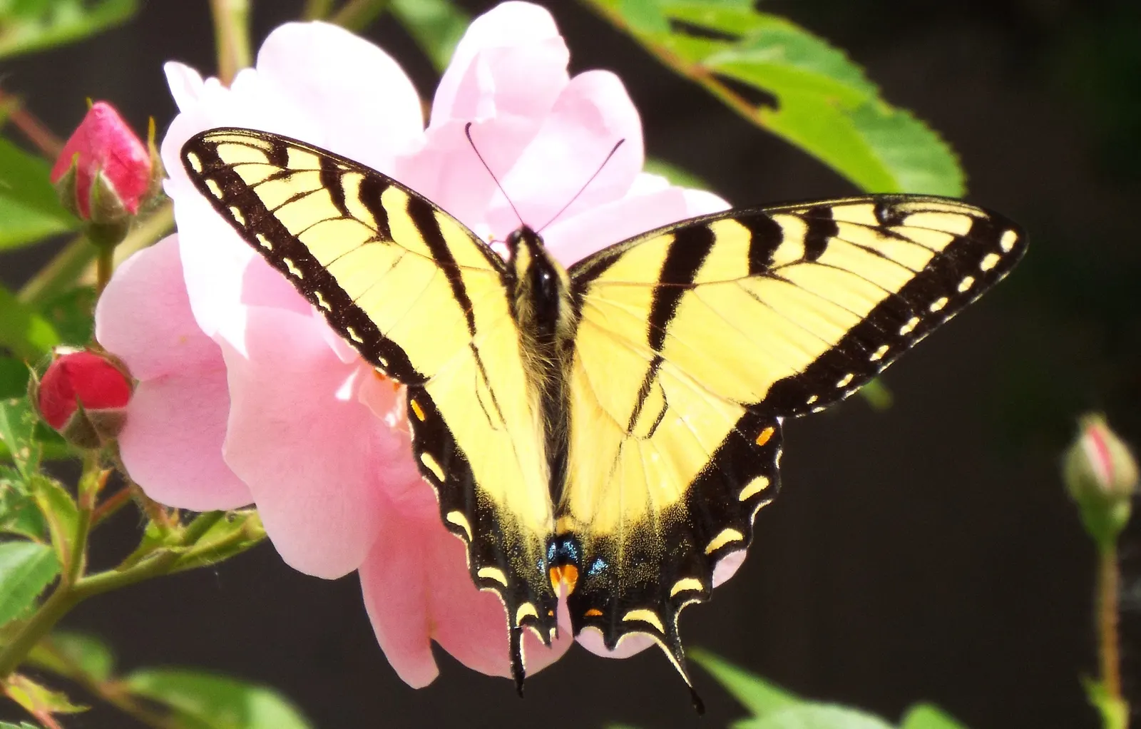 Butterfly Rose (Rosa 'Mutabilis') — pink and red and yellow flowers in the garden; ideal for borders or specimen planting, image 55