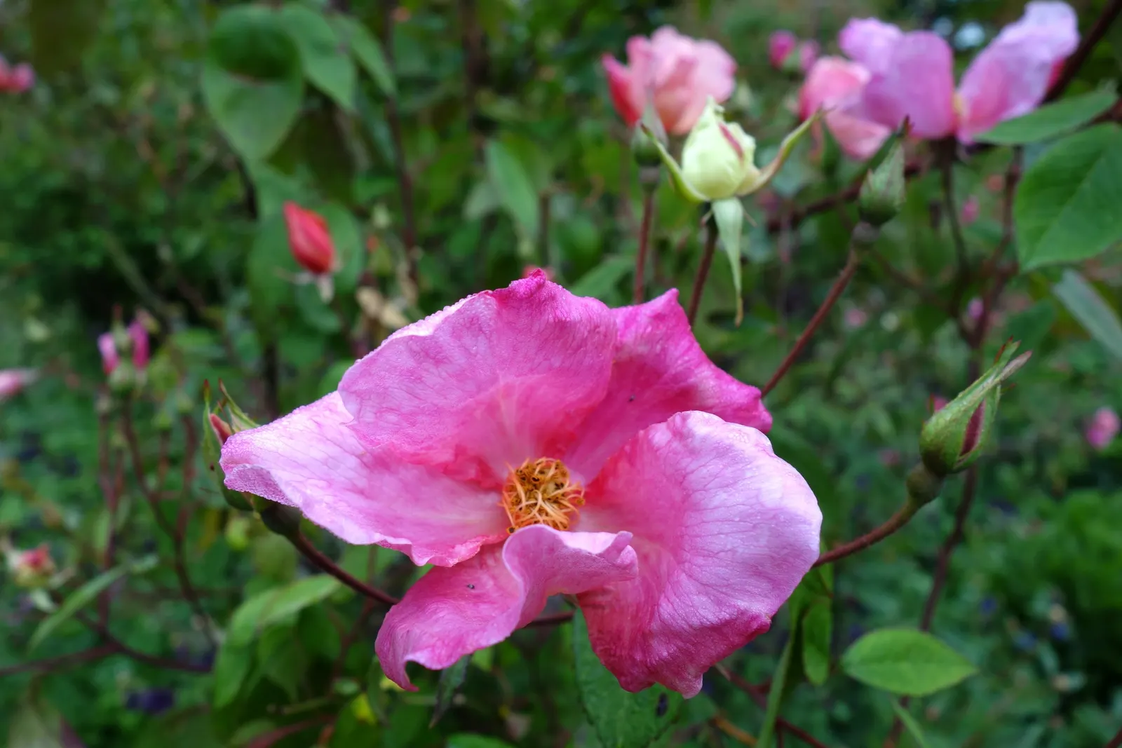 Butterfly Rose (Rosa 'Mutabilis') — pink and red and yellow flowers in the garden