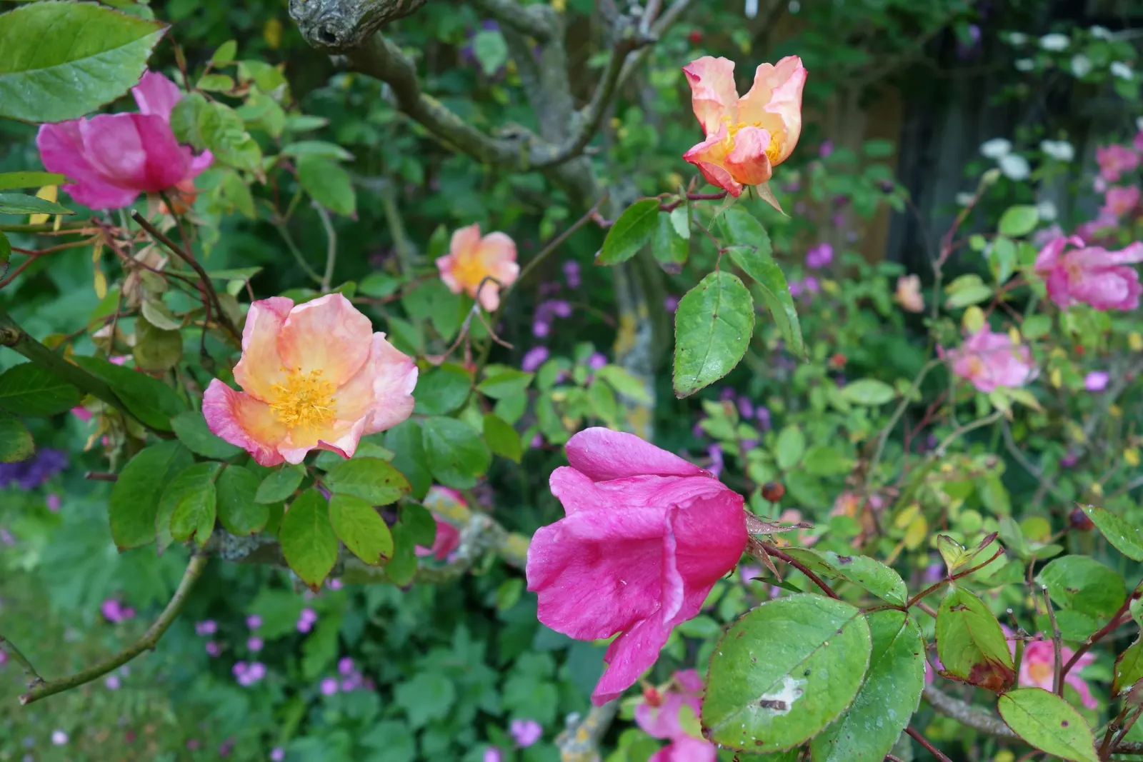 Butterfly Rose (Rosa 'Mutabilis') — generally reaching up to 6 feet in height with a spread of approximately 4 feet