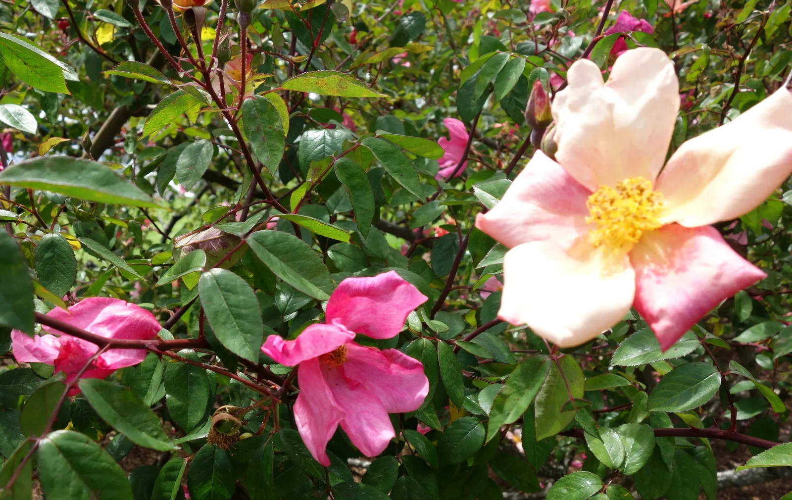 Butterfly Rose (Rosa 'Mutabilis') — shrub with pink and red and yellow blooms; generally reaching up to 6 feet in height with a spread of, image 94