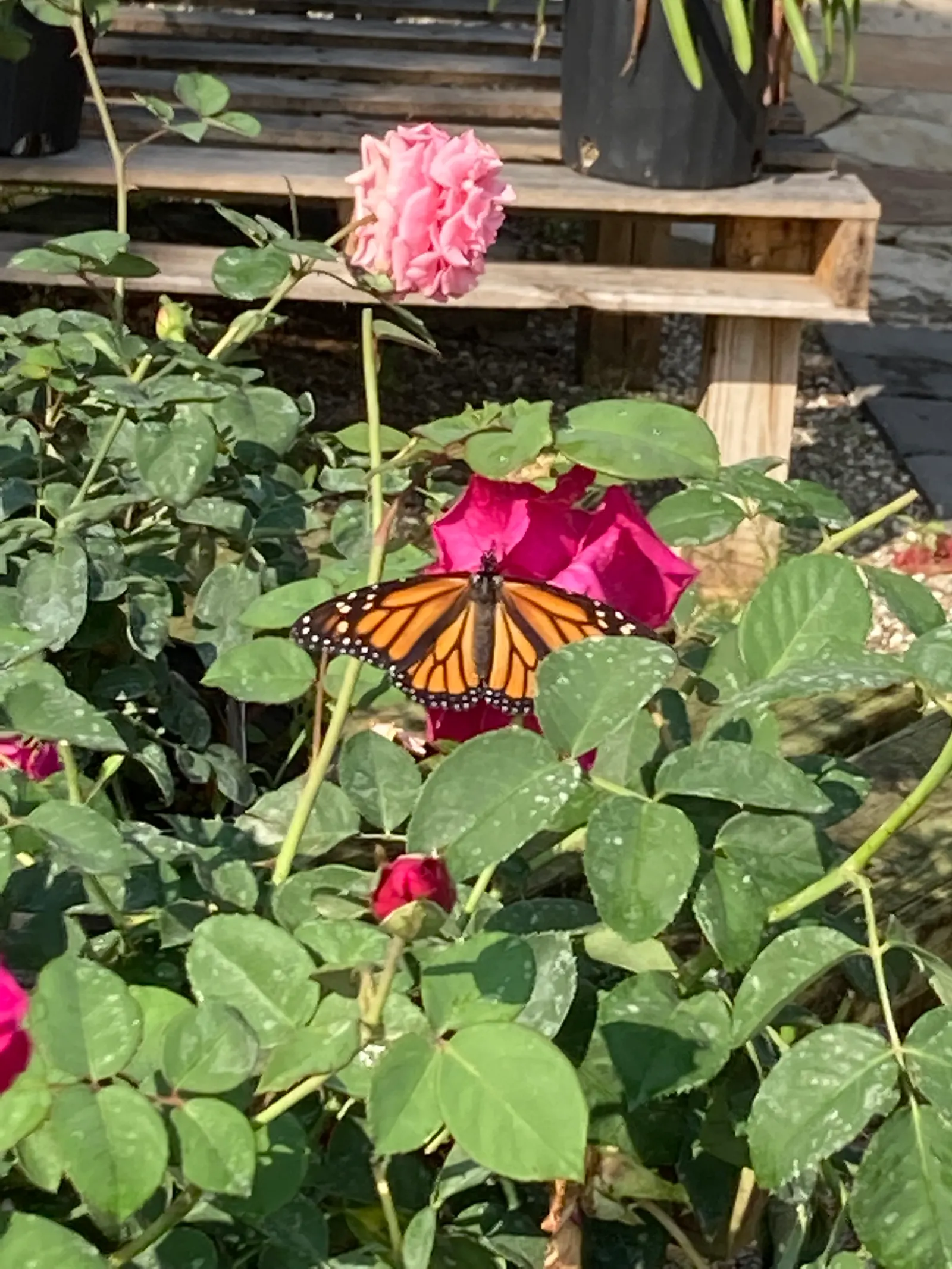 Butterfly Rose (Rosa 'Mutabilis') — earning its whimsical moniker; fresh blossoms start as a soft apricot-yellow, image 64