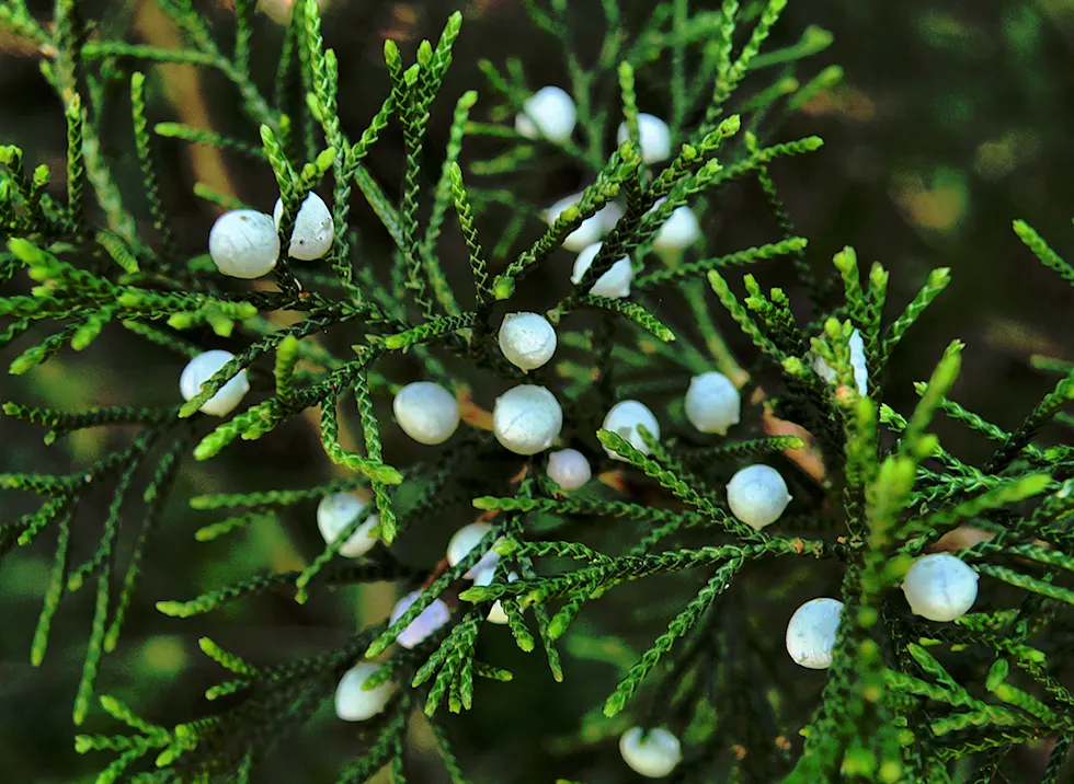 Buffalo Juniper (Juniperus Sabina 'Buffalo') — commonly called Buffalo Juniper