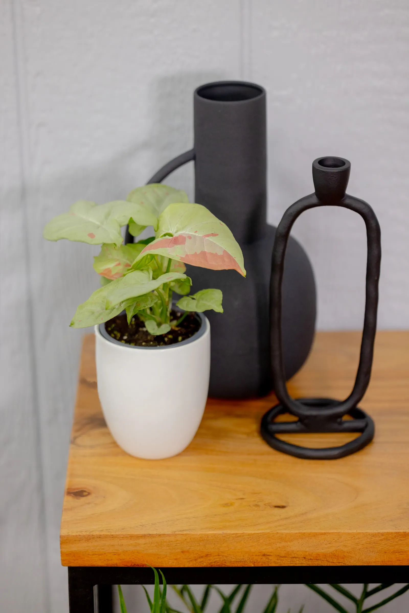 Champaign Reign™ Arrowhead Vine (Syngonium podophyllum) — The Syngonium podophyllum is a tropical houseplant with arrowhead-shaped leaves in soft lime green