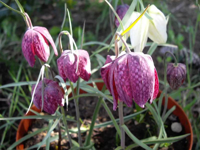 Snake's Head Fritillary (Fritillaria Meleagris) — it is essential to consider the growing conditions for the Snake's Head Fritillary; bulb for full, image 49