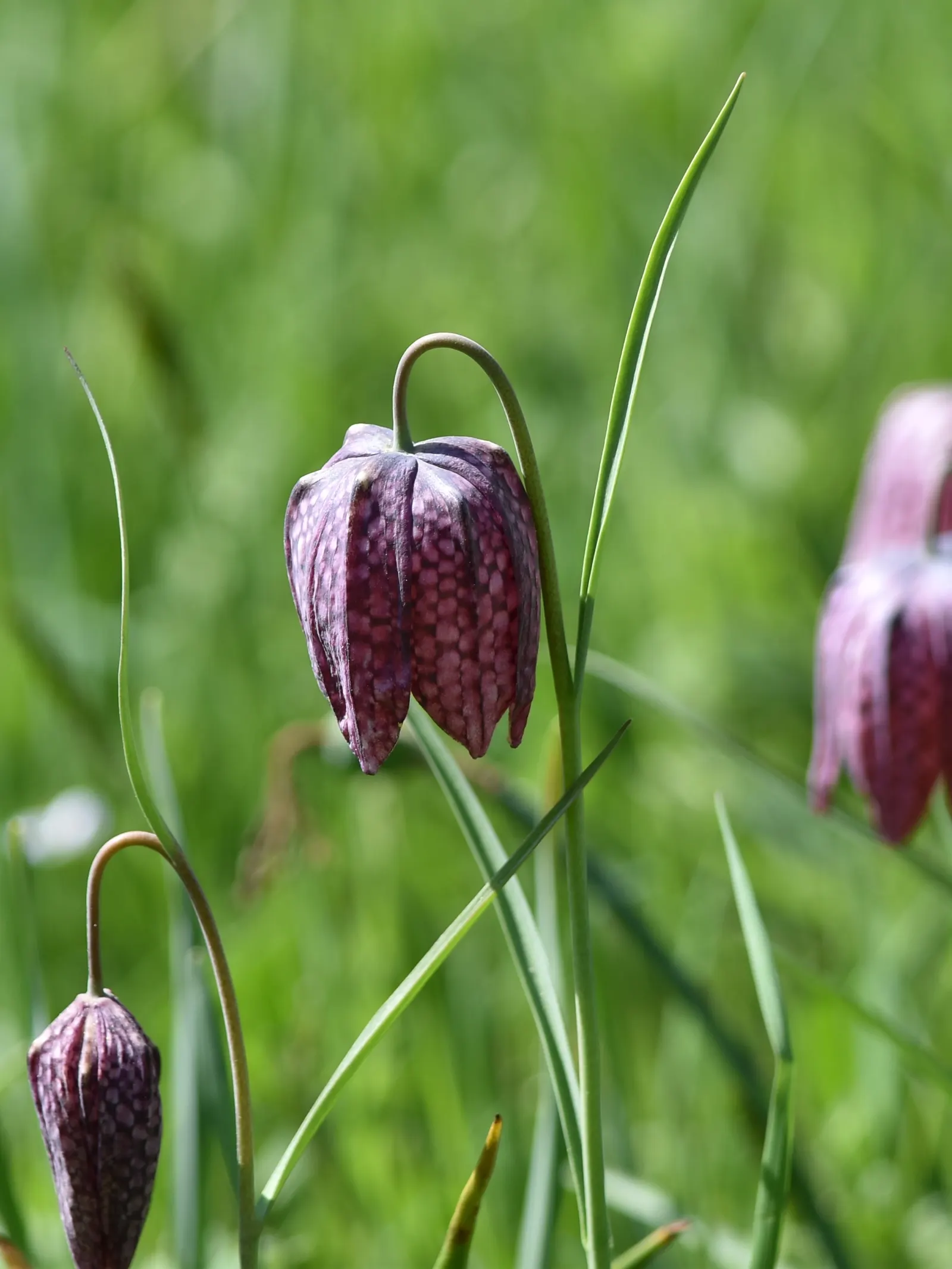 Snake's Head Fritillary (Fritillaria Meleagris) — they exhibit a checkered pattern in hues of purple