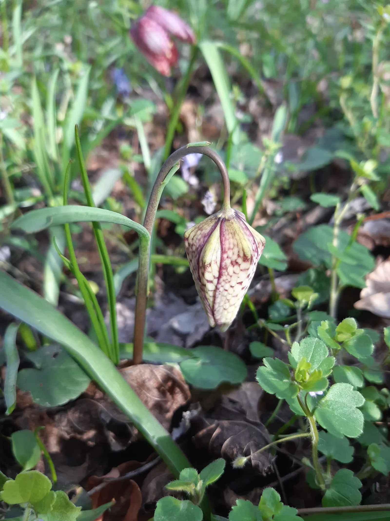 Snake's Head Fritillary (Fritillaria Meleagris) — bulb with purple and red and white blooms; this plant thrives in full to partial sun with, image 99