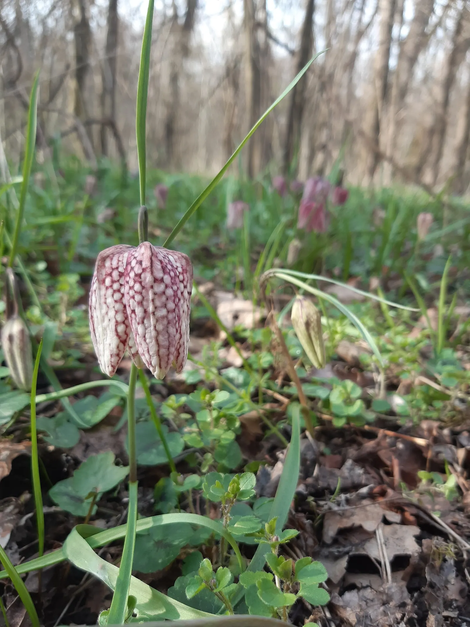 Snake's Head Fritillary (Fritillaria Meleagris) — It is notably suitable for zones 4-8 and is quite resilient to late spring frosts; as well as, image 111
