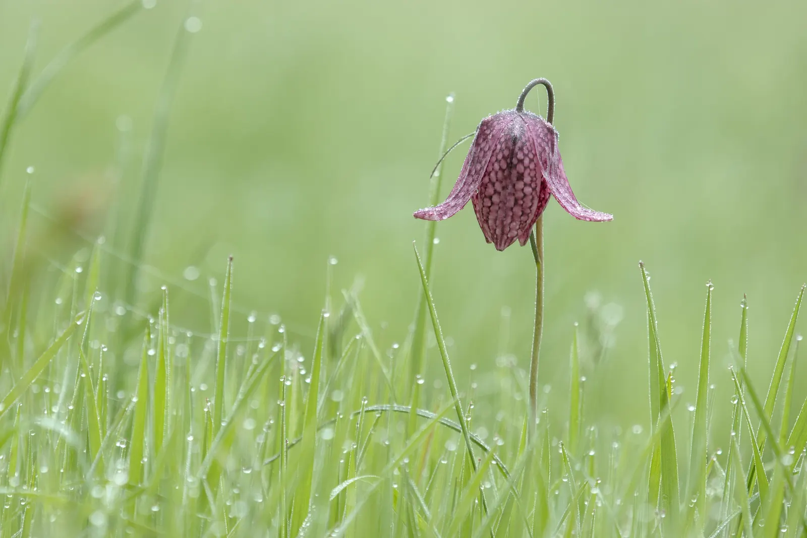 Snake's Head Fritillary (Fritillaria Meleagris) — is a striking and unique perennial that captures attention in any garden; scientifically named Fritillaria