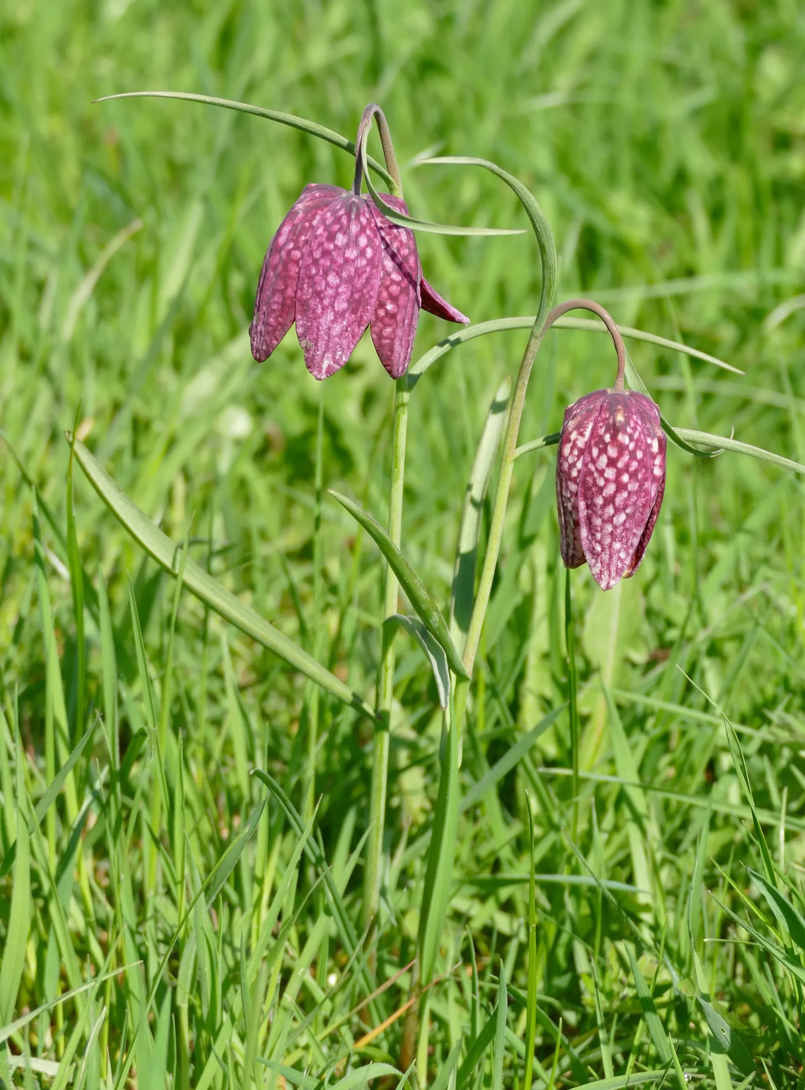 Snake's Head Fritillary (Fritillaria Meleagris) — biodiversity-friendly garden environment; gardeners should be aware that while it's resistant to deer browsing