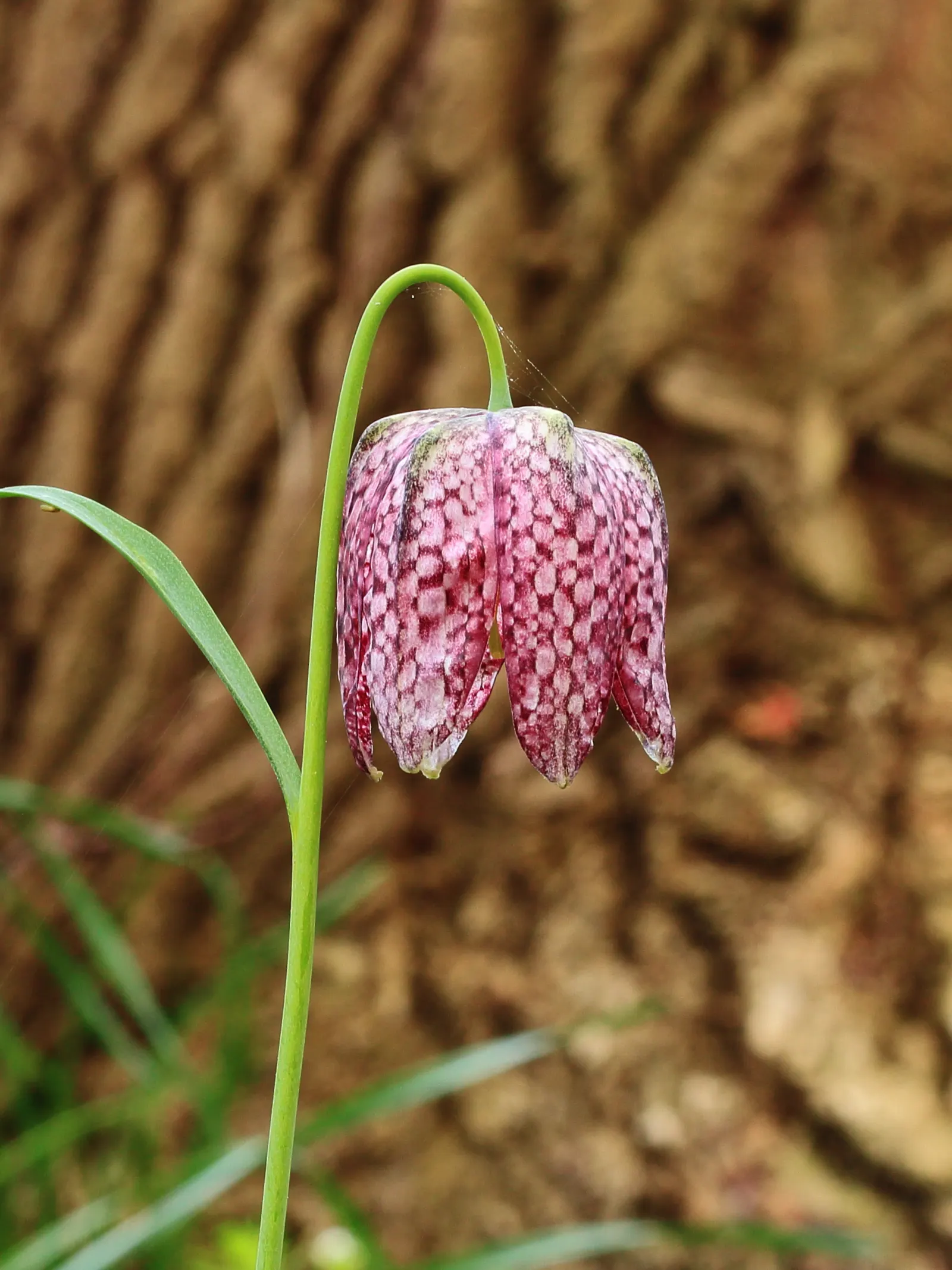 Snake's Head Fritillary (Fritillaria Meleagris) — they exhibit a checkered pattern in hues of purple; at a depth of about 4 inches, image 128