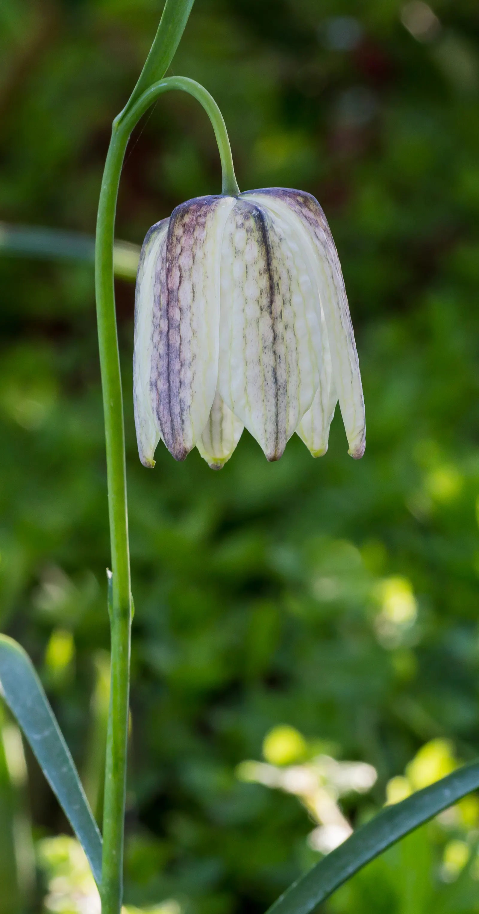 Snake's Head Fritillary (Fritillaria Meleagris) — as well as being an eye-catching addition to borders and beds; this species is also known to, image 54