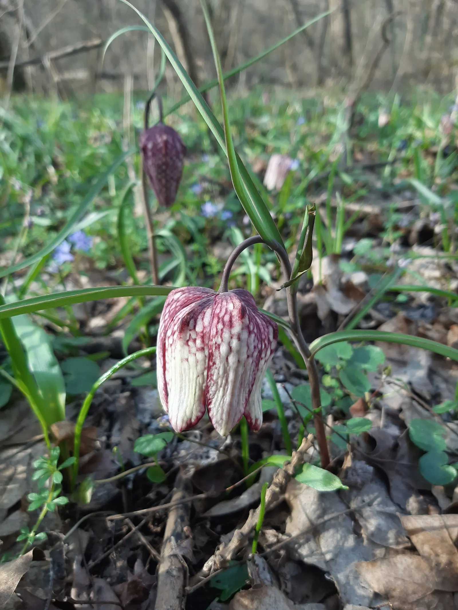 Snake's Head Fritillary (Fritillaria Meleagris) — Renowned for its checkered, bell-shaped blooms in purple or white, it thrives in USDA Zones 4-8, image 62