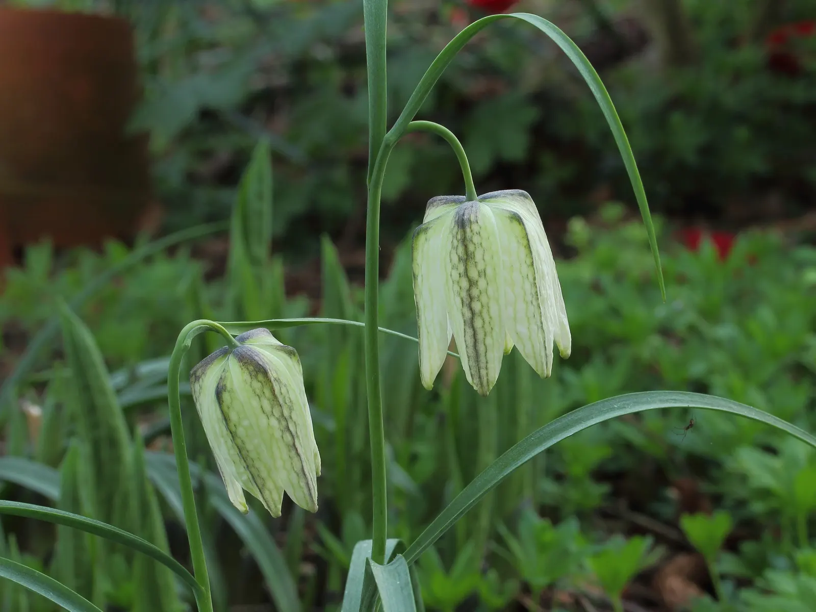 Snake's Head Fritillary (Fritillaria Meleagris) — purple and red and white flowers in the garden; well-drained soils and partial shade, image 98