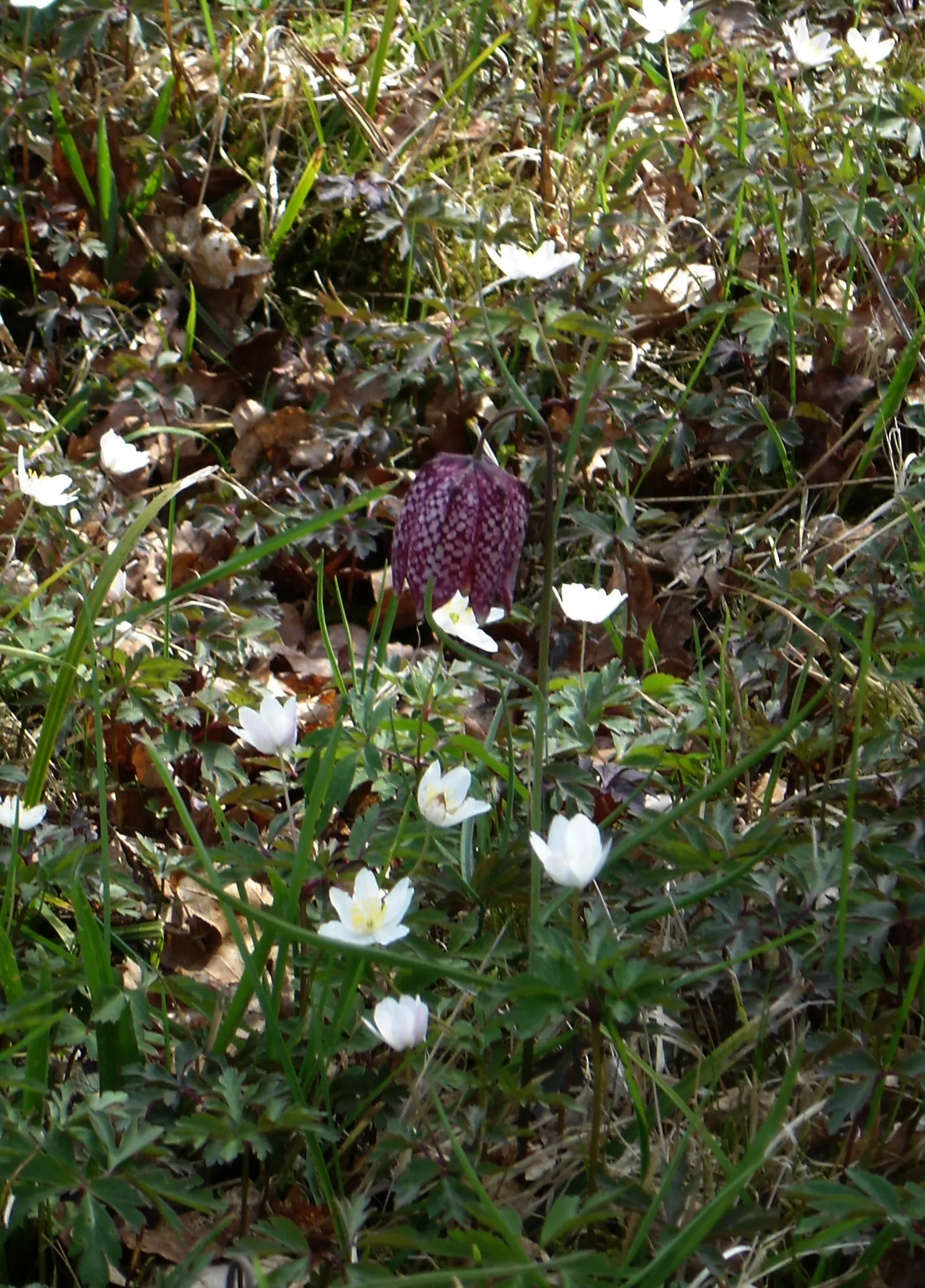 Snake's Head Fritillary (Fritillaria Meleagris) — bulb for full or half; biodiversity-friendly garden environment, image 100