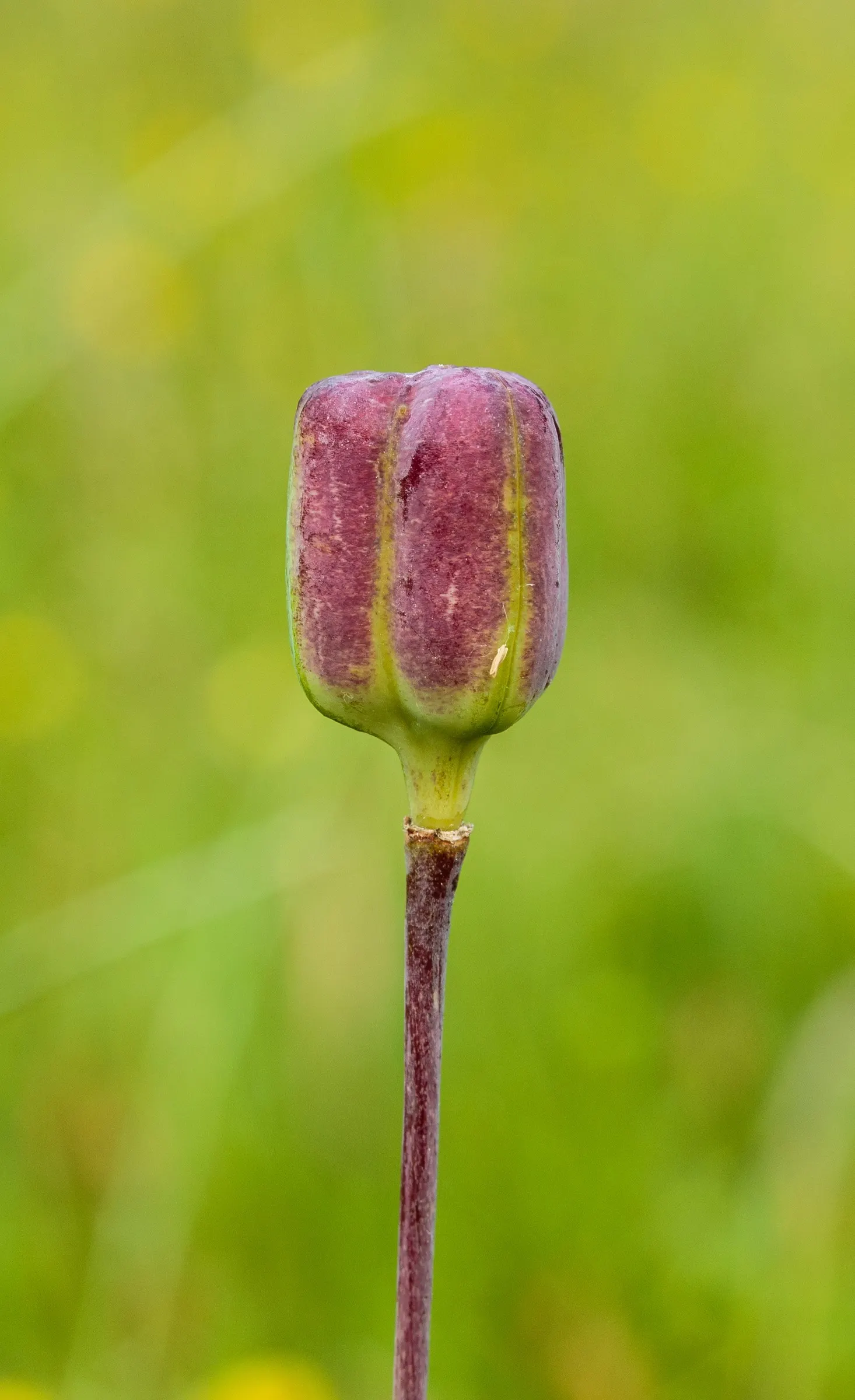Snake's Head Fritillary (Fritillaria Meleagris) — it's ideal for naturalizing in grassy areas or woodland settings; this low-maintenance plant attracts