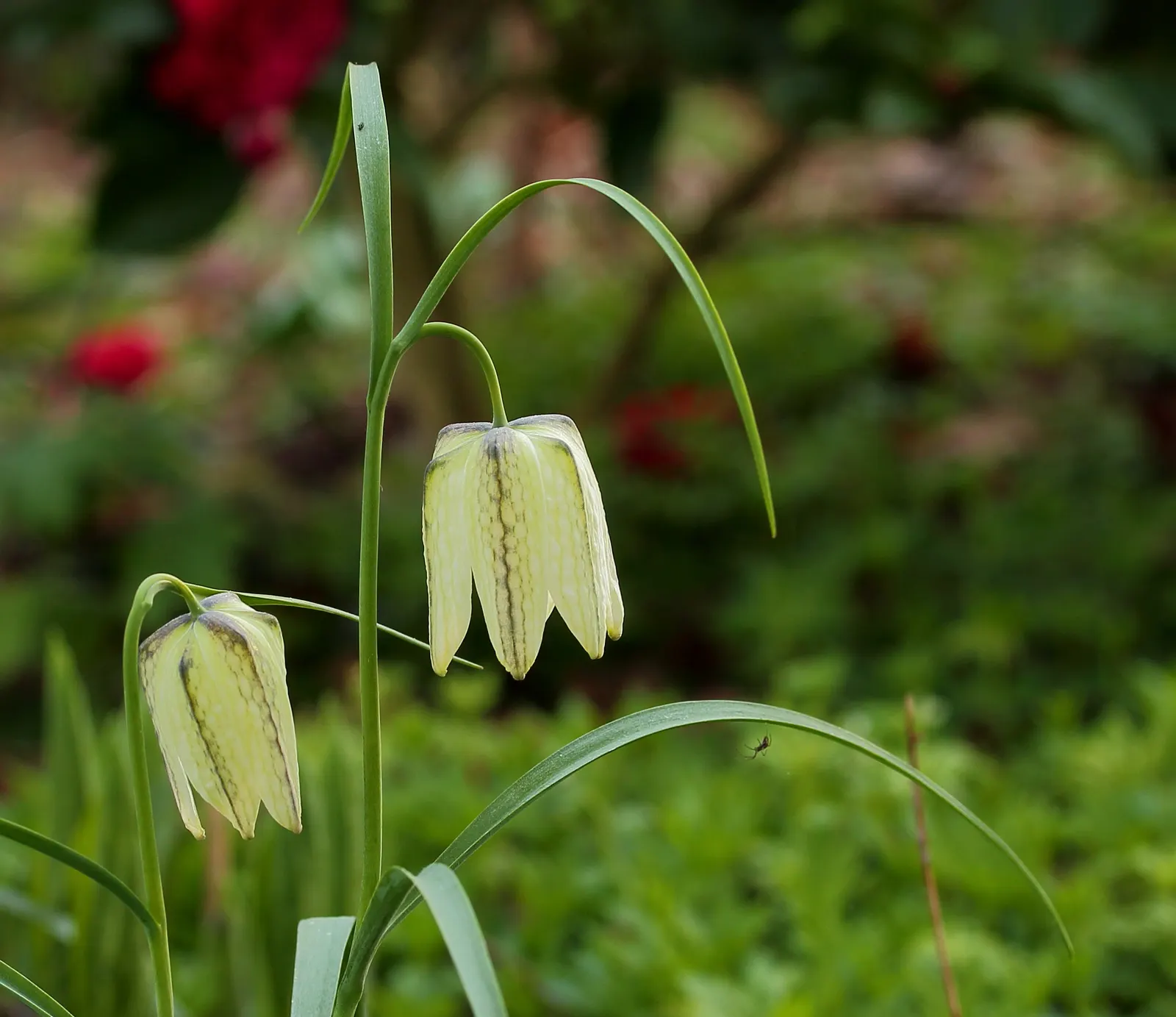 Snake's Head Fritillary (Fritillaria Meleagris) — This plant thrives in full to partial sun with well-draining soil; is a striking and unique, image 110