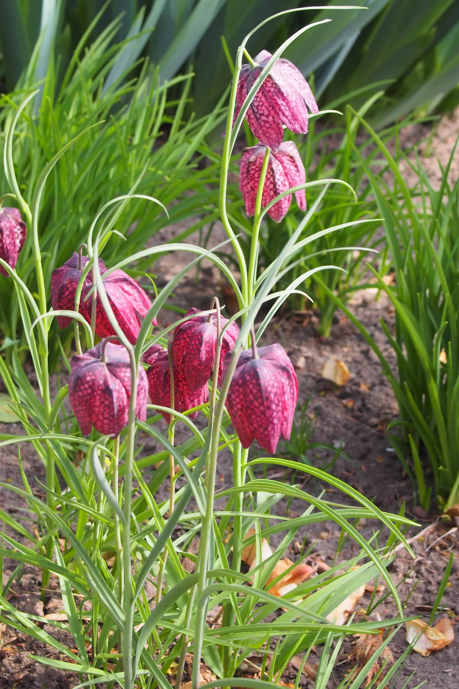 Snake's Head Fritillary (Fritillaria Meleagris) — This plant thrives in full to partial sun with well-draining soil