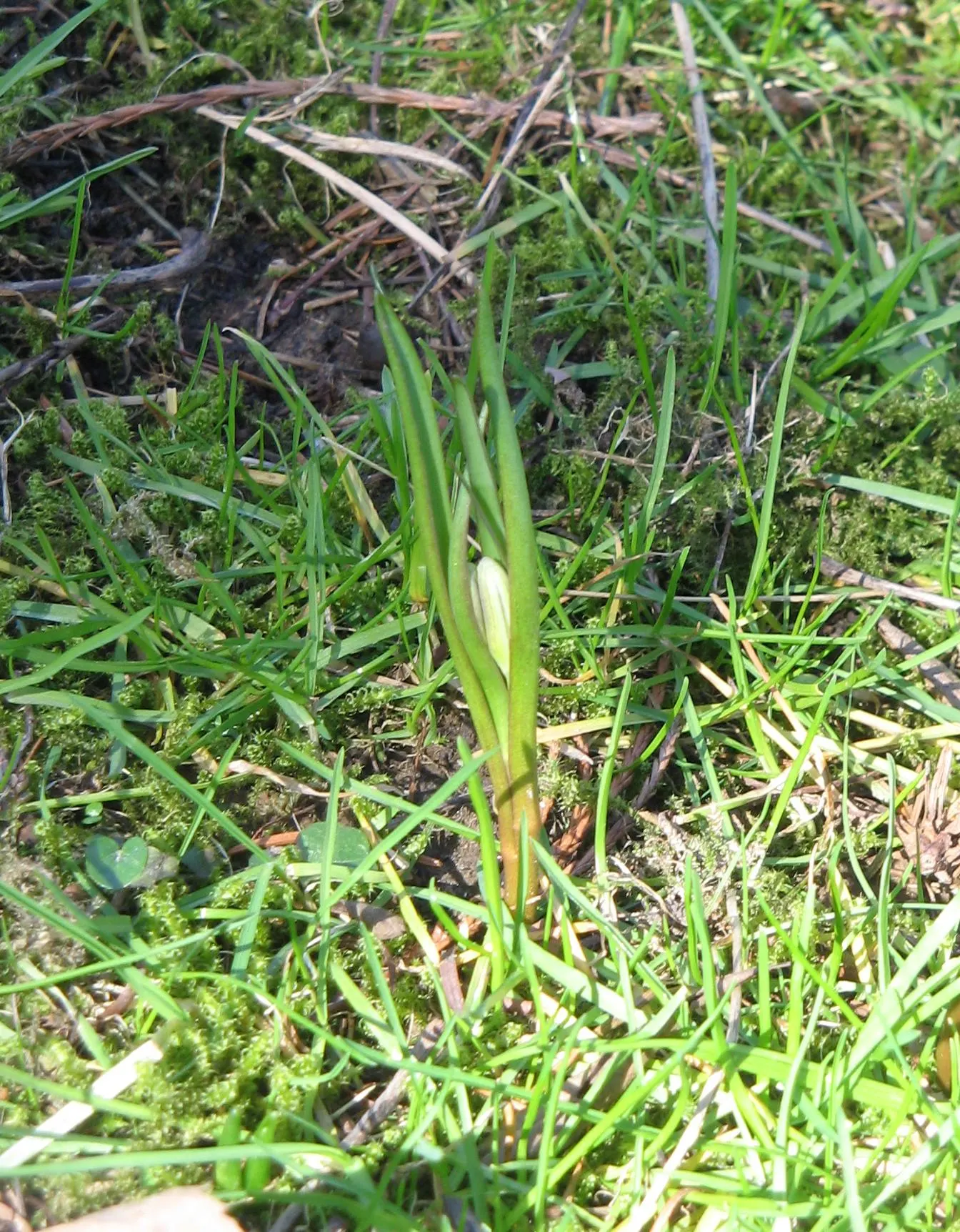 Snake's Head Fritillary (Fritillaria Meleagris) — this low-maintenance plant attracts pollinators while adding a unique patterned display to your, image 65