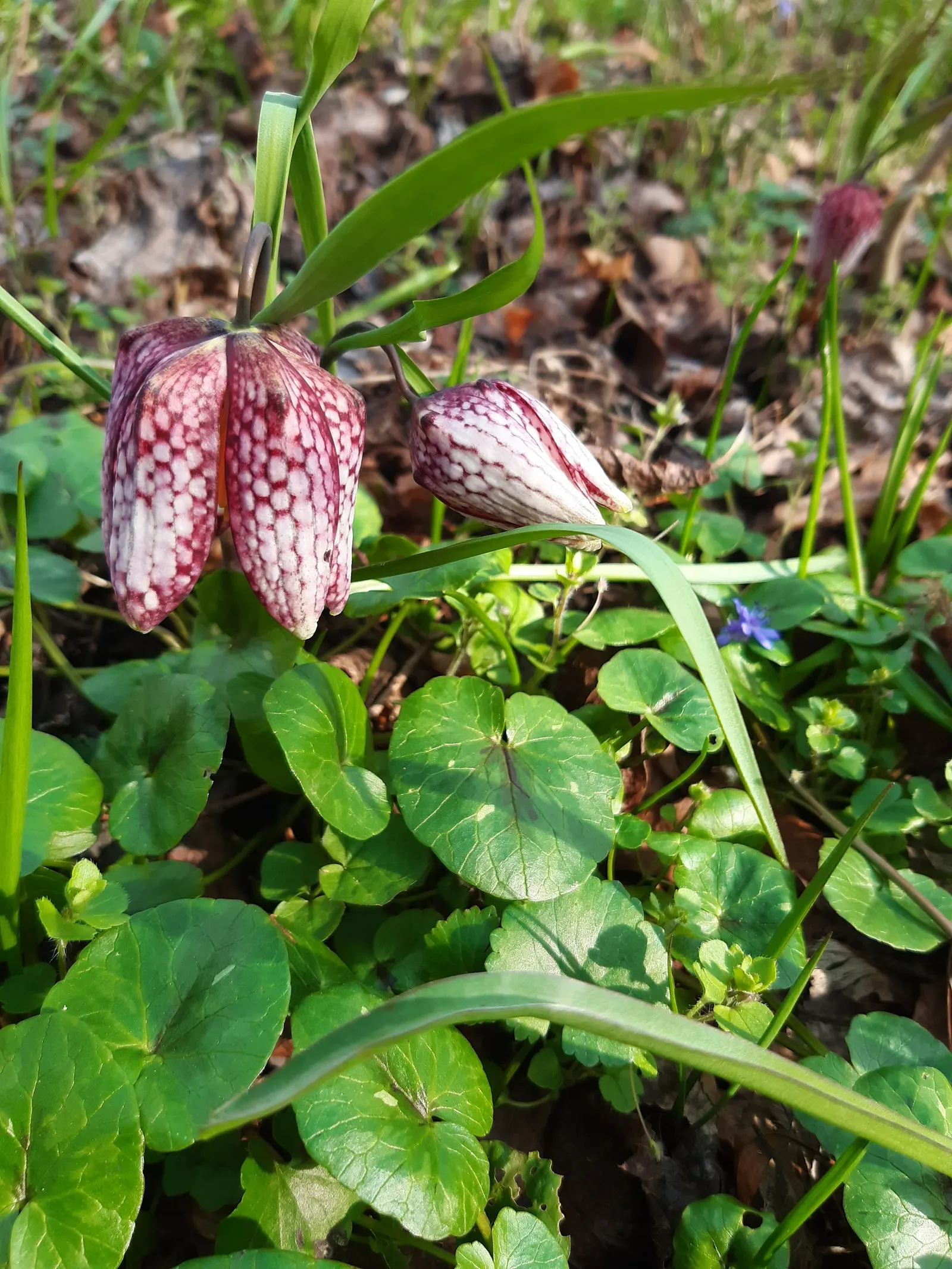 Snake's Head Fritillary (Fritillaria Meleagris) — bulb with purple and red and white blooms; this plant thrives in full to partial sun with well-draining soil