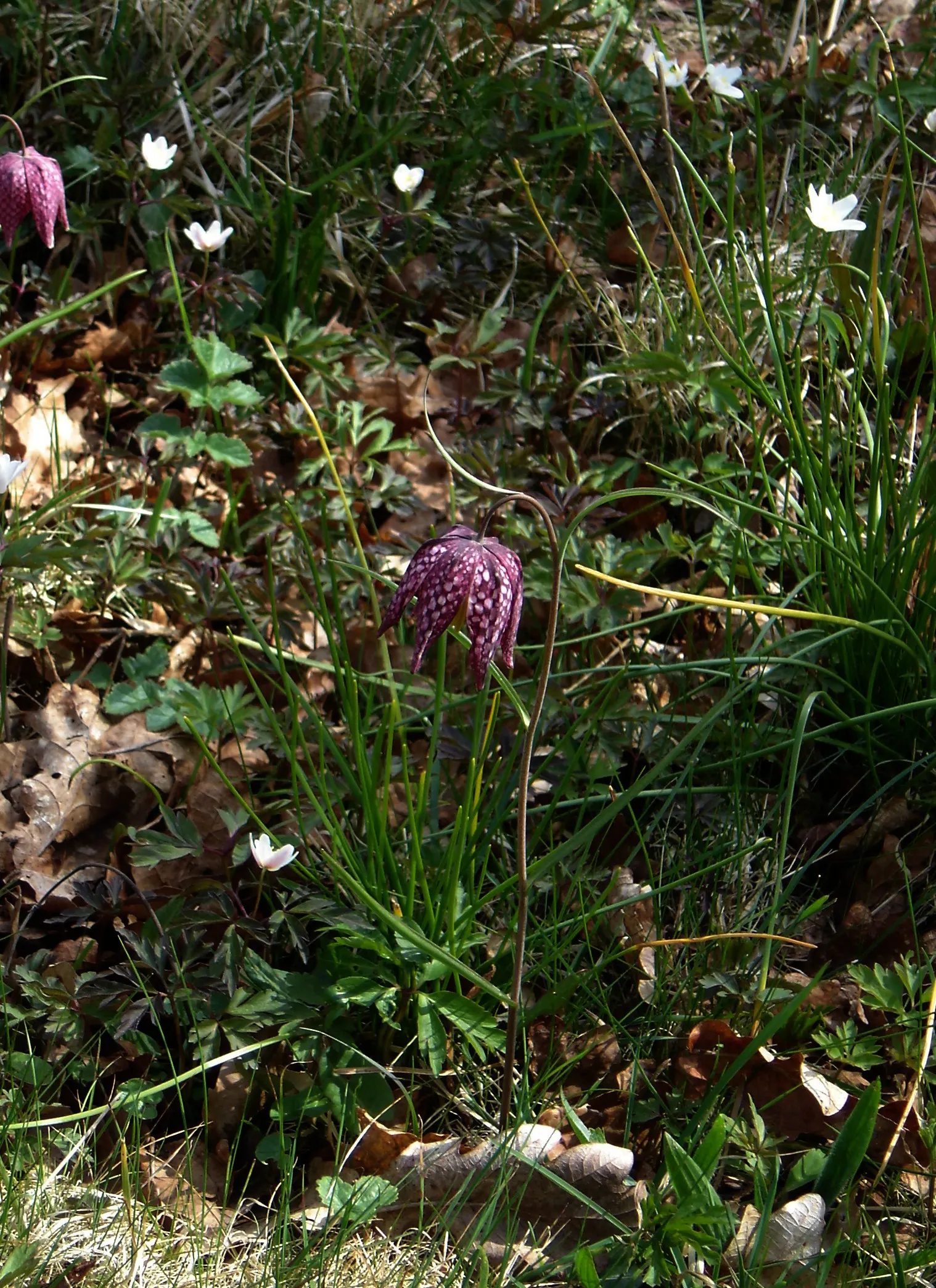Snake's Head Fritillary (Fritillaria Meleagris) — scientifically named Fritillaria meleagris; bulb with purple and red and white blooms