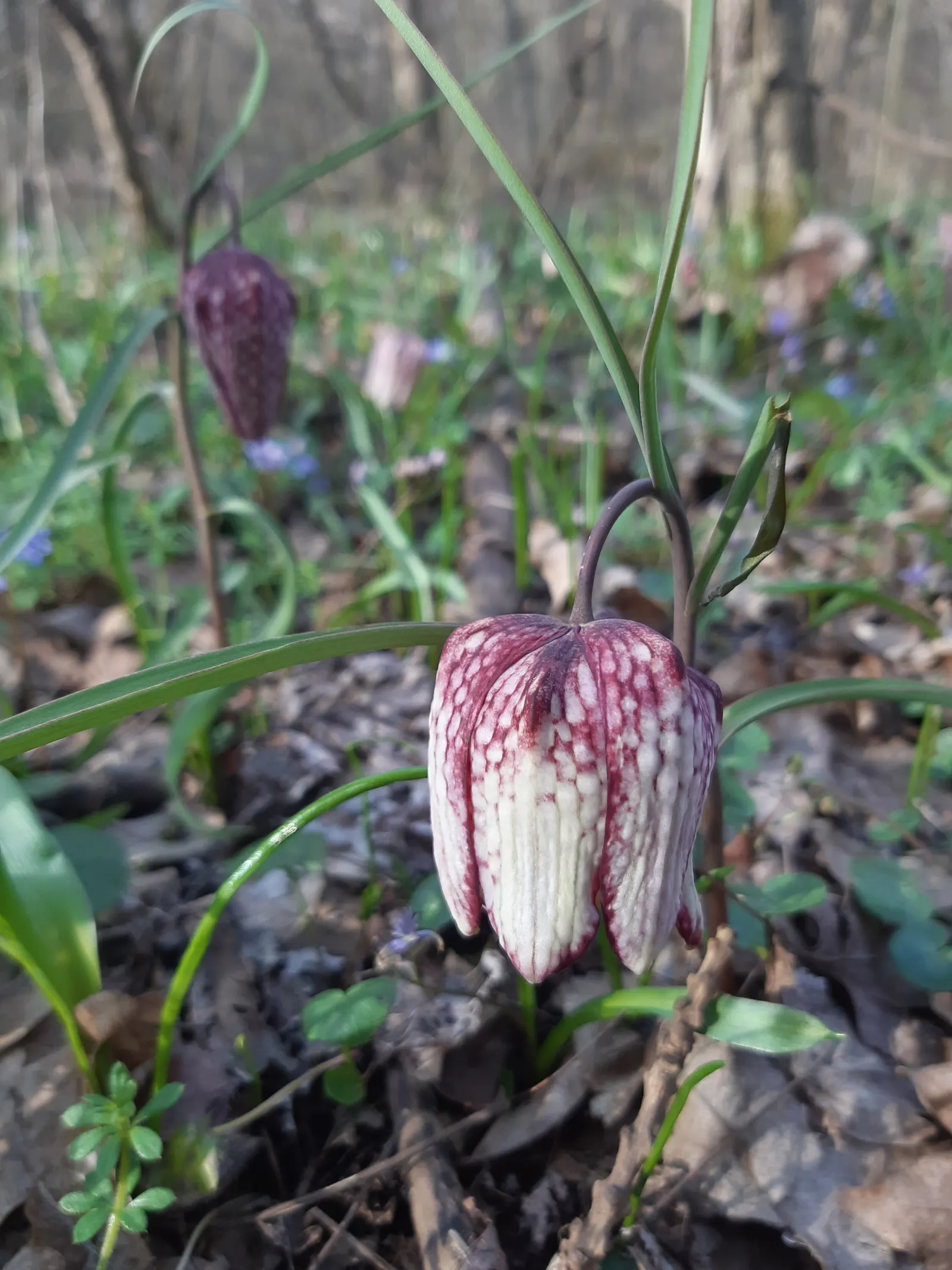 Snake's Head Fritillary (Fritillaria Meleagris) — Renowned for its checkered, bell-shaped blooms in purple or white, it thrives in USDA Zones 4-8