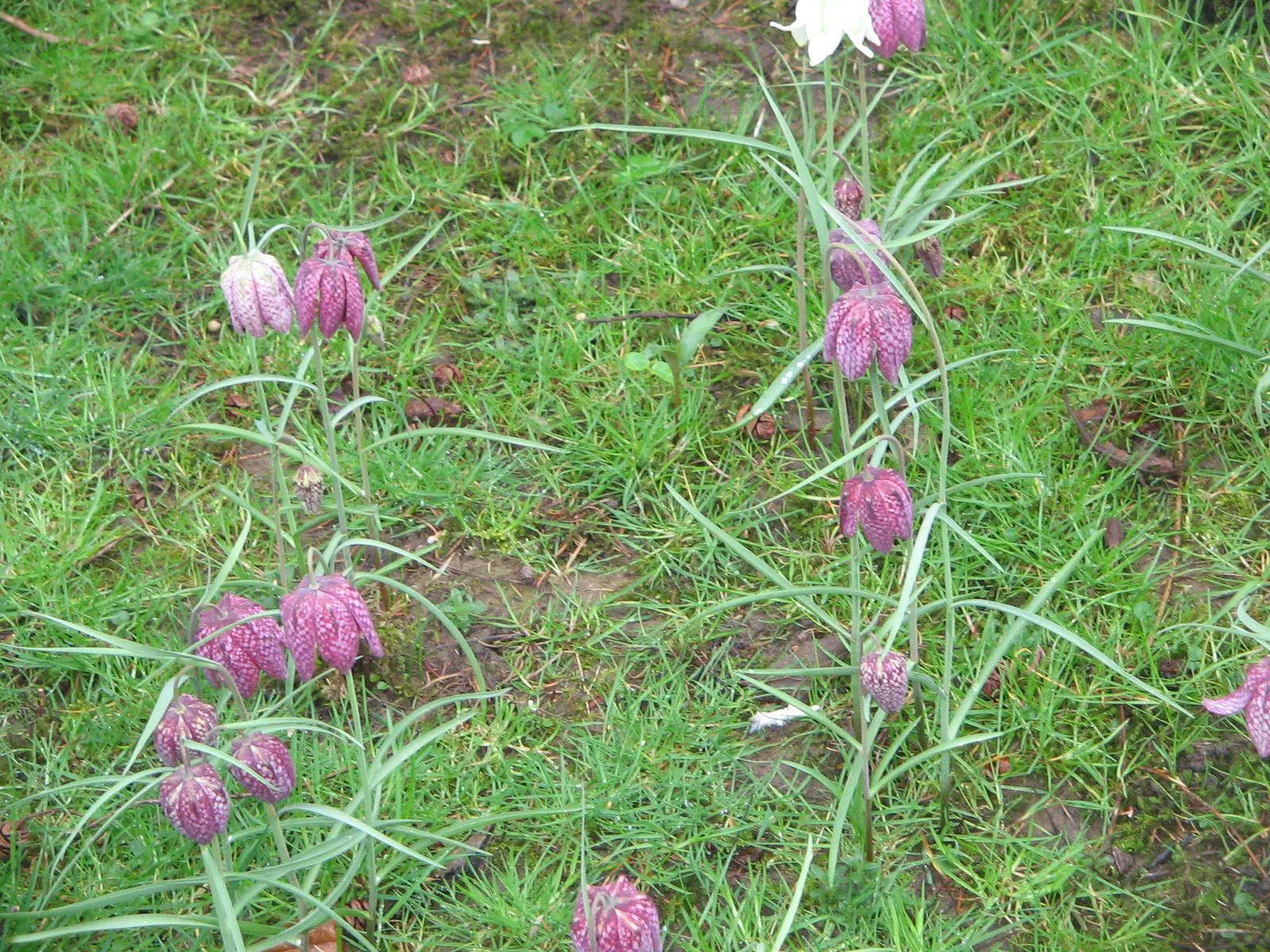 Snake's Head Fritillary (Fritillaria Meleagris) — Snake's Head Fritillary, Fritillaria meleagris, is a perennial bulb standing at 12-16 inches tall