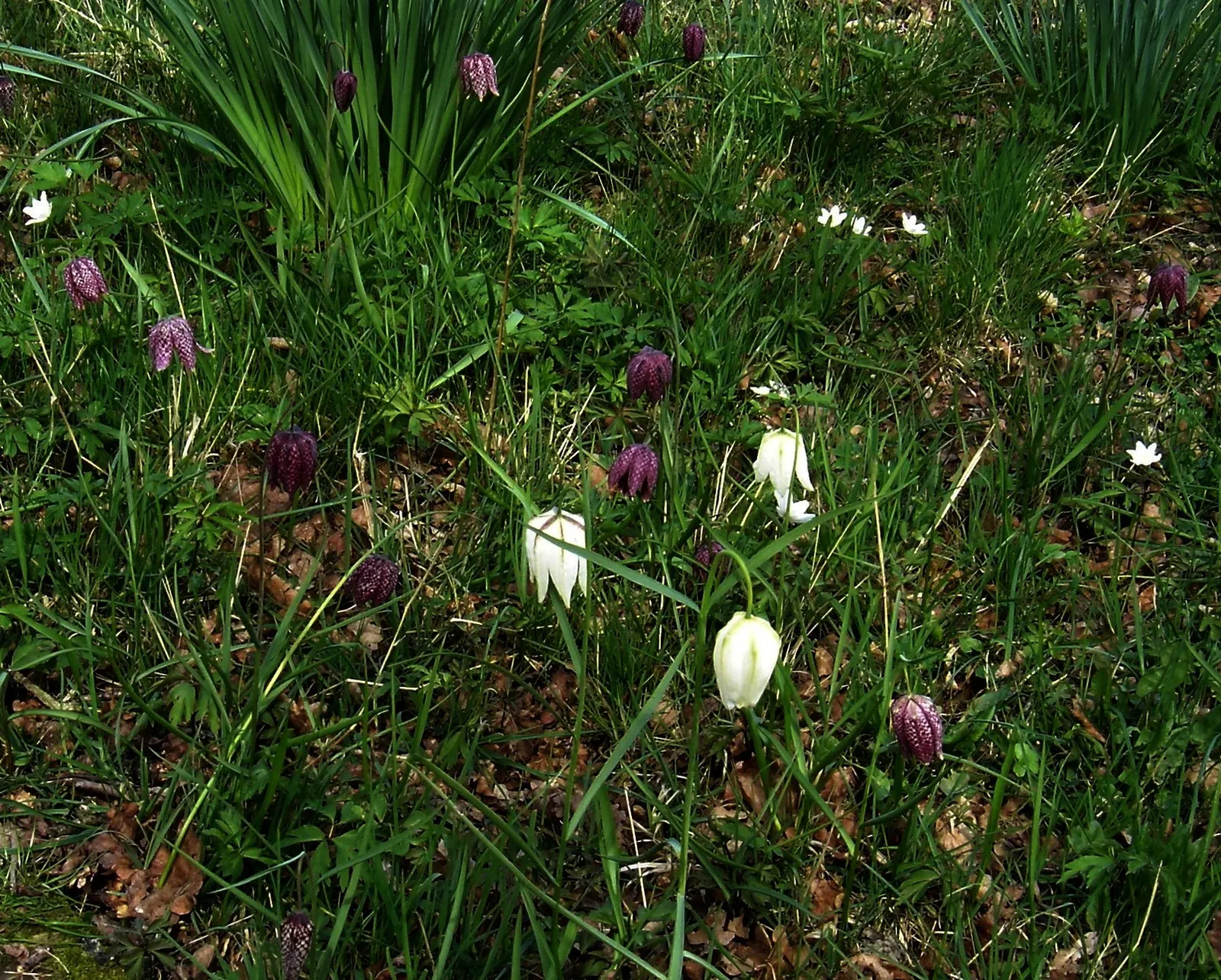 Snake's Head Fritillary (Fritillaria Meleagris) — This species is also known to attract pollinators, adding ecological value to a landscape design