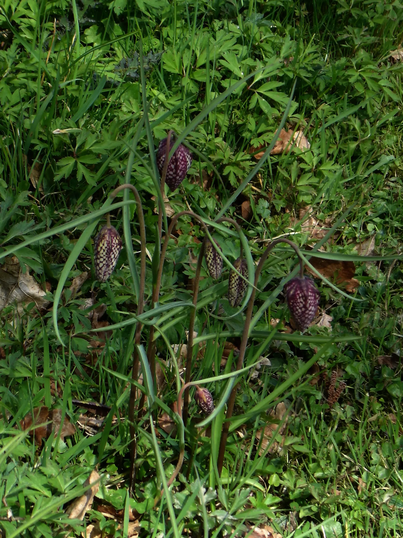 Snake's Head Fritillary (Fritillaria Meleagris) — It is notably suitable for zones 4-8 and is quite resilient to late spring frosts; as well as, image 131