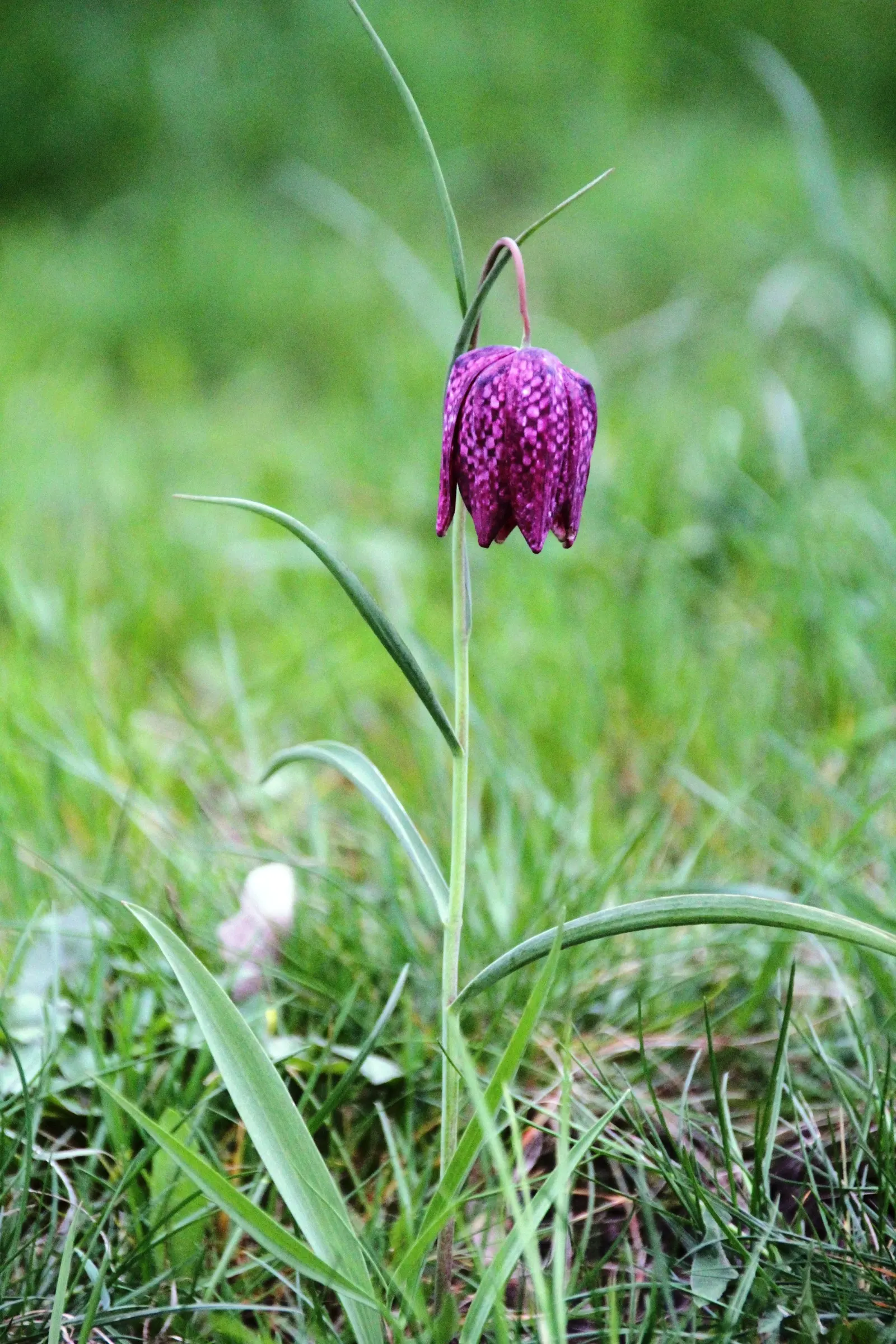 Snake's Head Fritillary (Fritillaria Meleagris) — it is essential to consider the growing conditions for the Snake's Head Fritillary; bulb for full, image 109