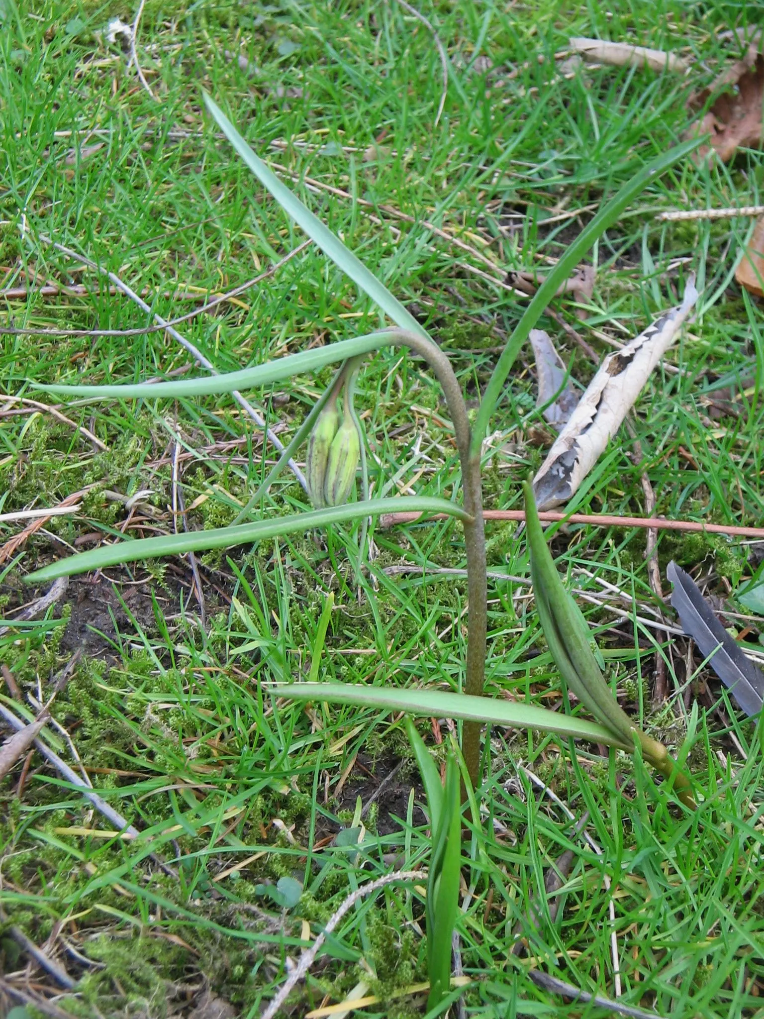 Snake's Head Fritillary (Fritillaria Meleagris) — Snake's Head Fritillary, Fritillaria meleagris, is a perennial bulb standing at 12-16 inches, image 61