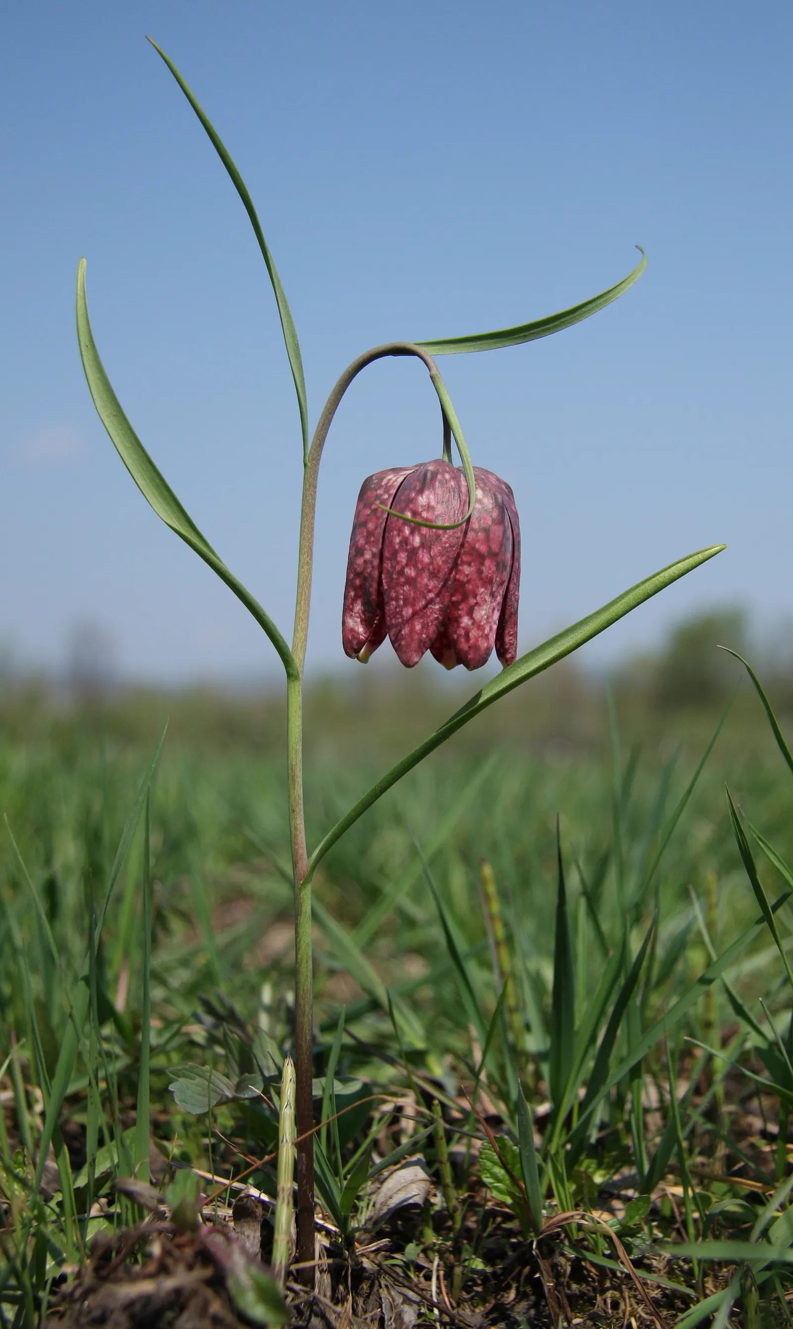 Snake's Head Fritillary (Fritillaria Meleagris) — this low-maintenance plant attracts pollinators while adding a unique patterned display to your, image 85