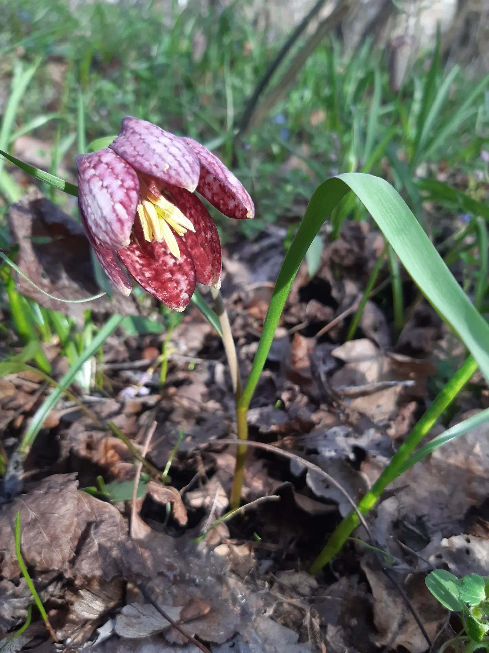 Snake's Head Fritillary (Fritillaria Meleagris) — is a striking and unique perennial that captures attention in any garden; scientifically named, image 67