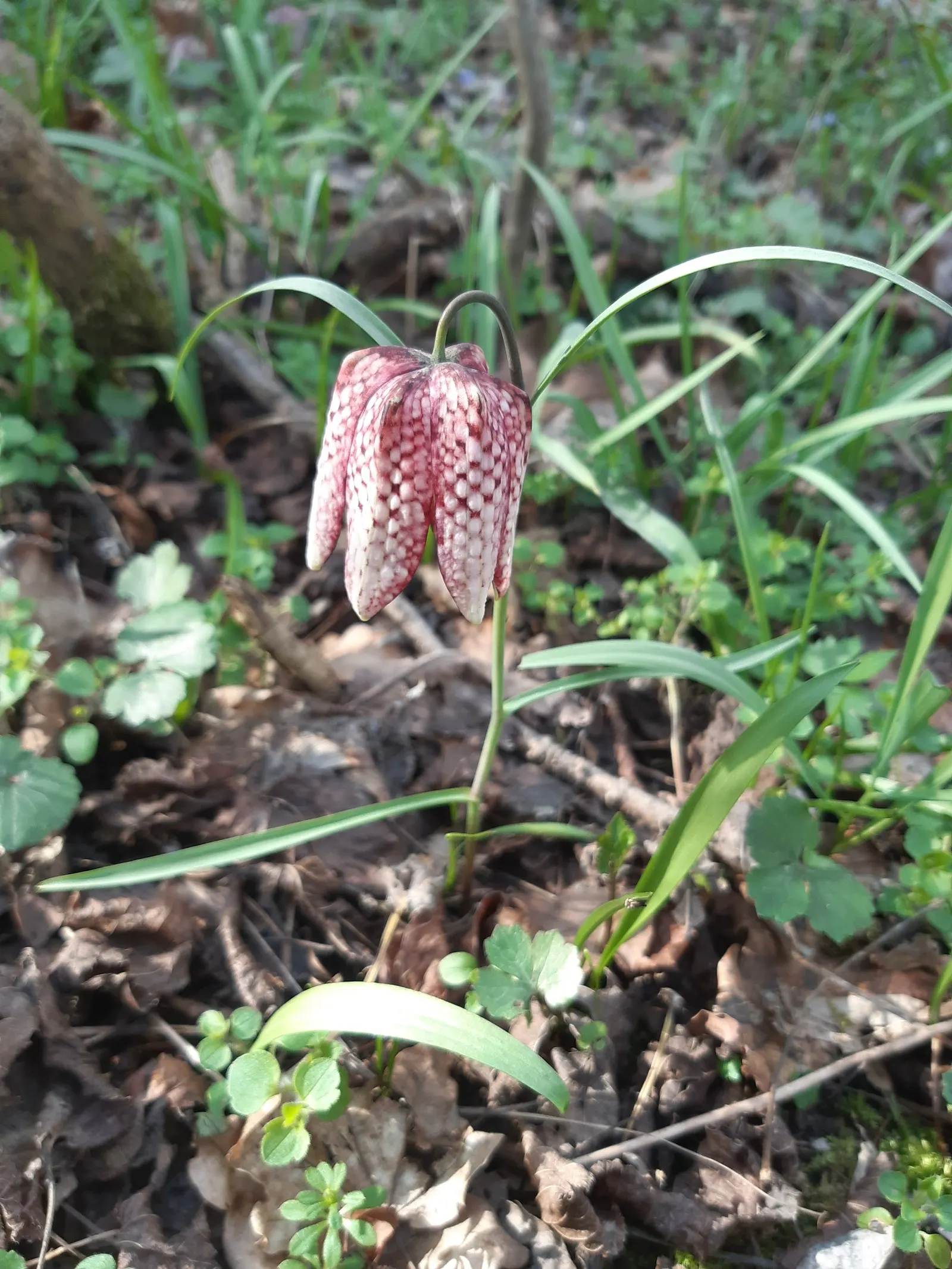 Snake's Head Fritillary (Fritillaria Meleagris) — is a striking and unique perennial that captures attention in any garden; scientifically named, image 107