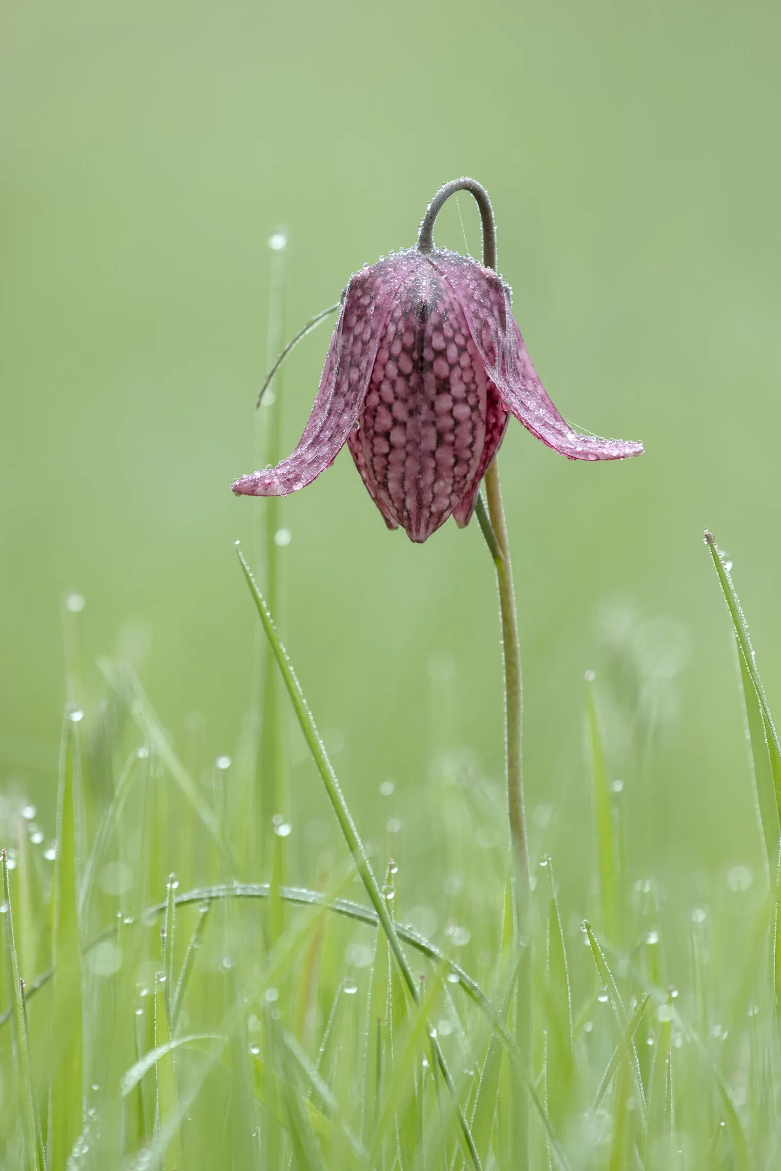 Snake's Head Fritillary (Fritillaria Meleagris) — The bulbs should be planted in the fall; snake's Head Fritillary, Fritillaria meleagris, is a perennial bulb