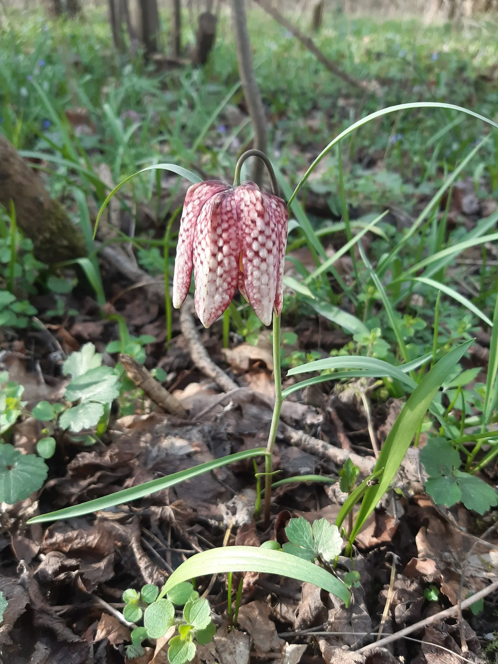 Snake's Head Fritillary (Fritillaria Meleagris) — The bulbs should be planted in the fall; snake's Head Fritillary, Fritillaria meleagris, is a, image 72