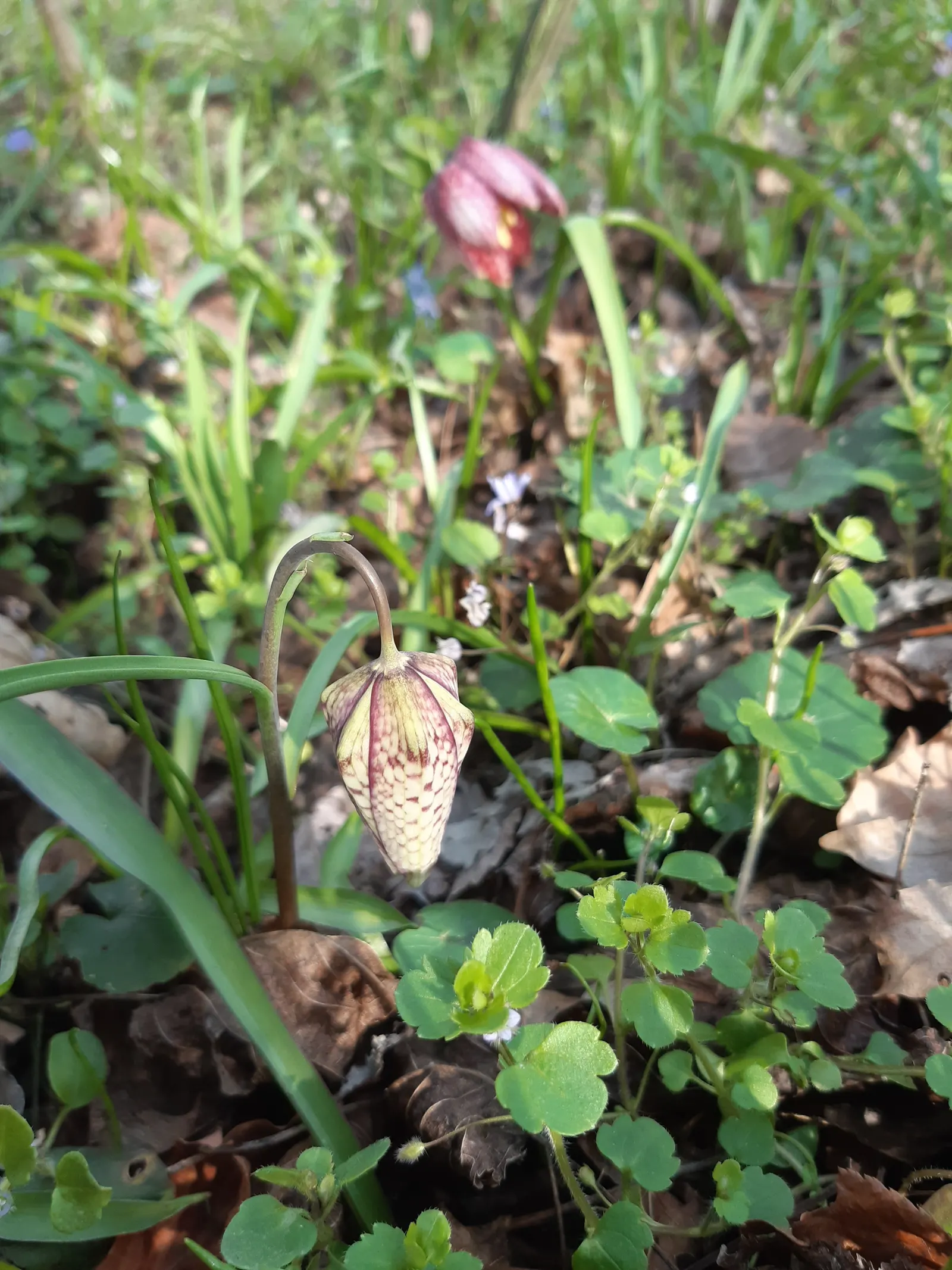 Snake's Head Fritillary (Fritillaria Meleagris) — Snake's Head Fritillary, Fritillaria meleagris, is a perennial bulb standing at 12-16 inches, image 121