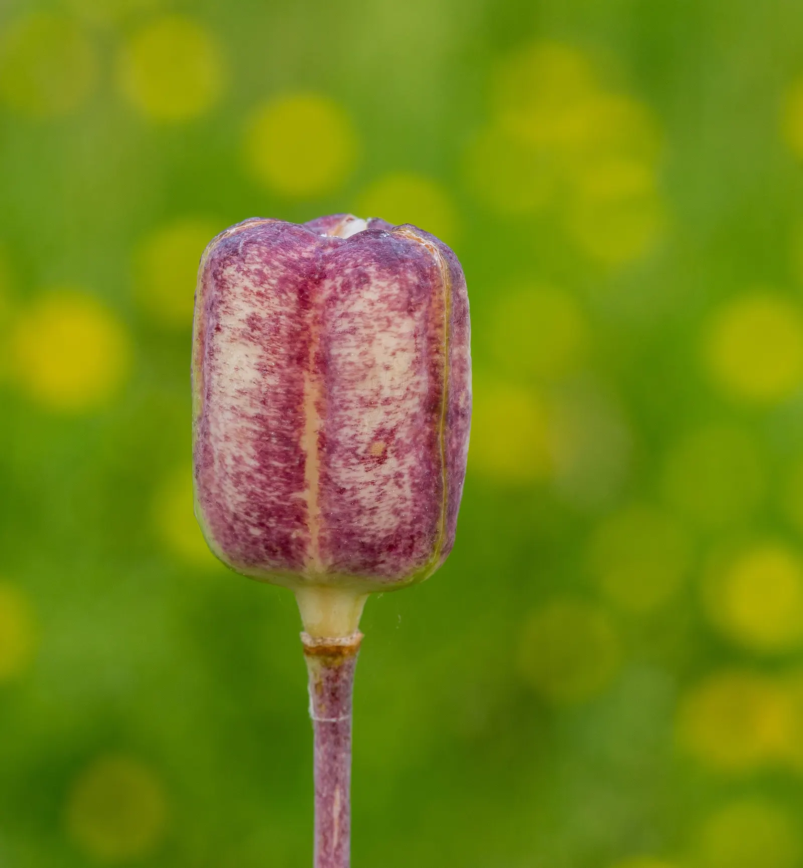 Snake's Head Fritillary (Fritillaria Meleagris) — at a depth of about 4 inches