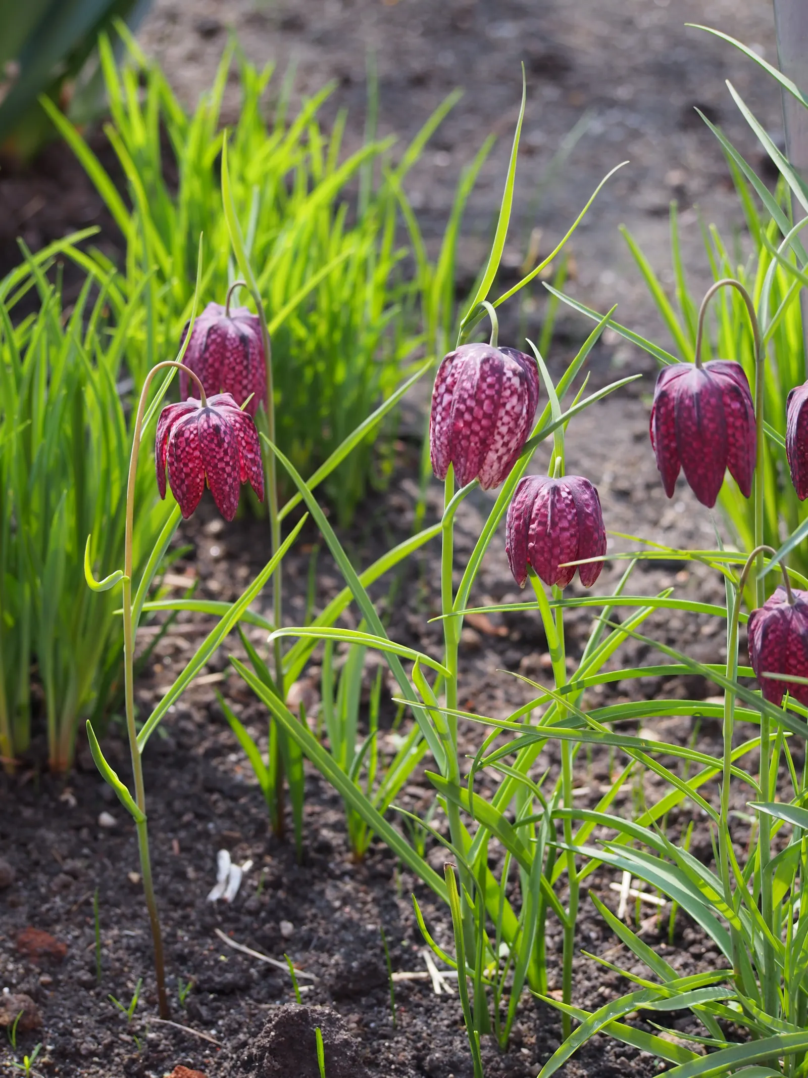 Snake's Head Fritillary (Fritillaria Meleagris) — scientifically named Fritillaria meleagris; bulb with purple and red and white blooms, image 86