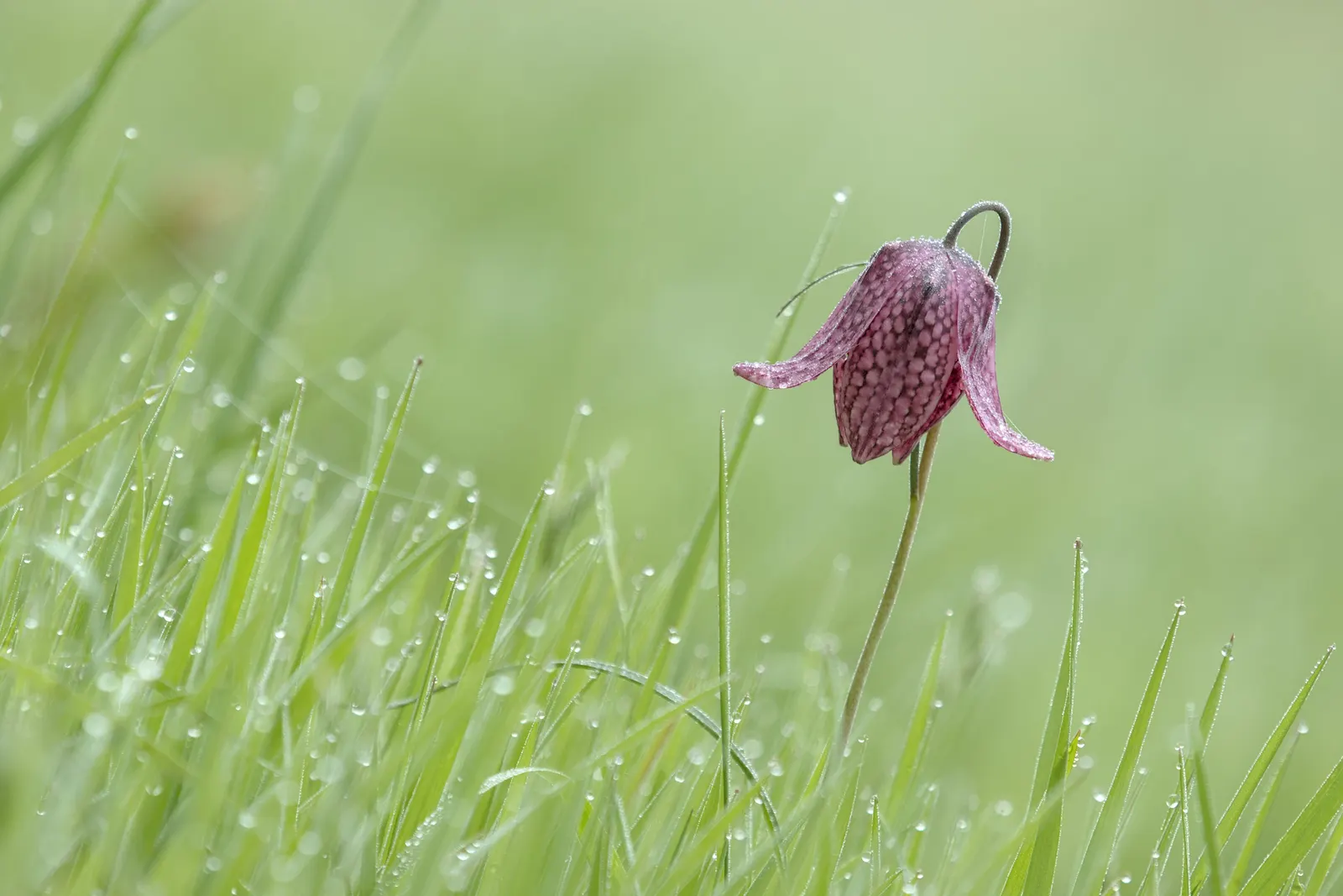 Snake's Head Fritillary (Fritillaria Meleagris) — as well as being an eye-catching addition to borders and beds; this species is also known to, image 114